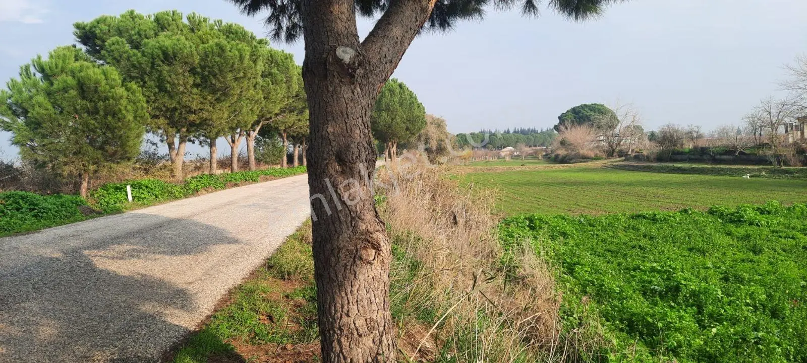 Yeniharmandalı'nda Köye Yakın Asfalta Sıfır 5600m2 Satılık Tarla — fotoğraf 5