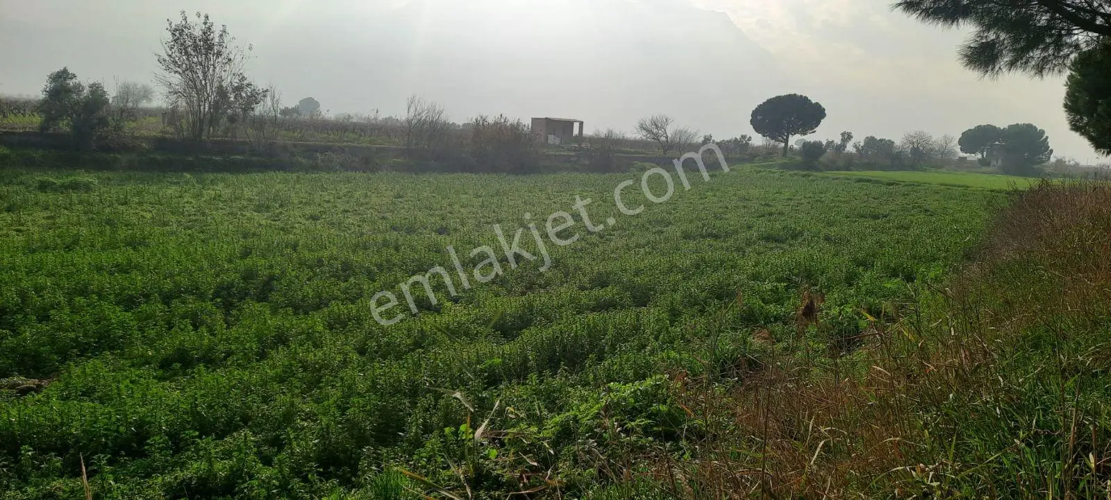 Yeniharmandalı'nda Köye Yakın Asfalta Sıfır 5600m2 Satılık Tarla — fotoğraf 7