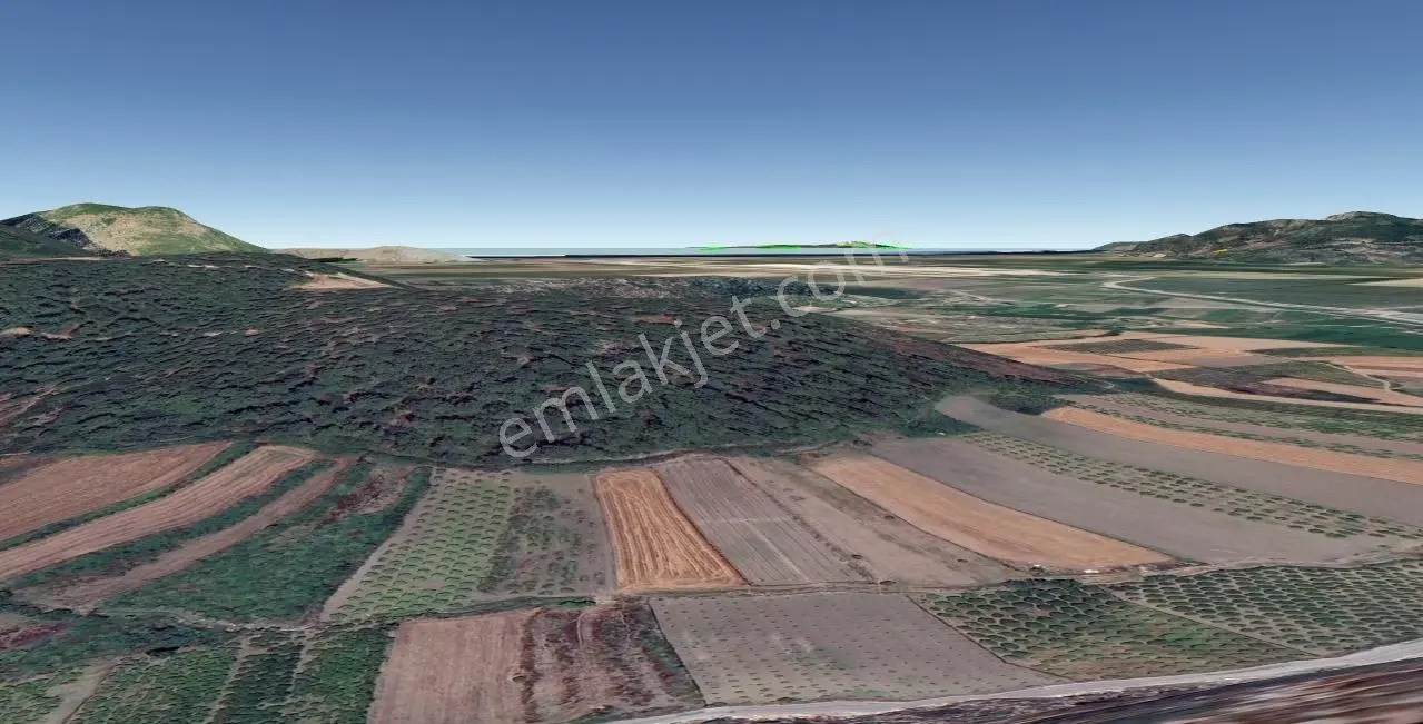 Dalaman Deniz Manzaralı Müstakil 9515 M2 Satılık Zeytinlik — fotoğraf 2
