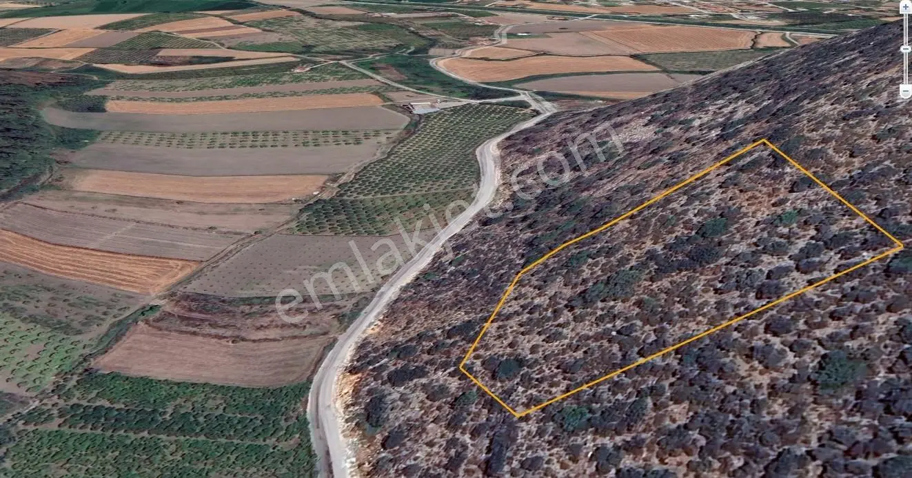 Dalaman Deniz Manzaralı Müstakil 9515 M2 Satılık Zeytinlik — fotoğraf 5