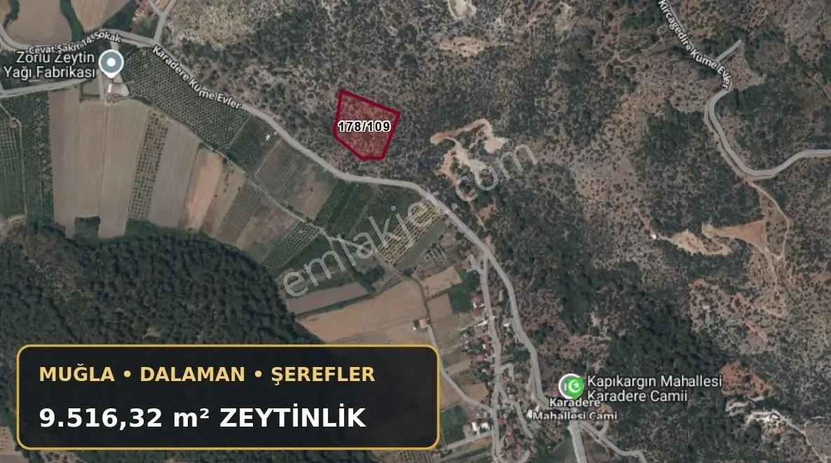 Dalaman Deniz Manzaralı Müstakil 9515 M2 Satılık Zeytinlik — fotoğraf 7