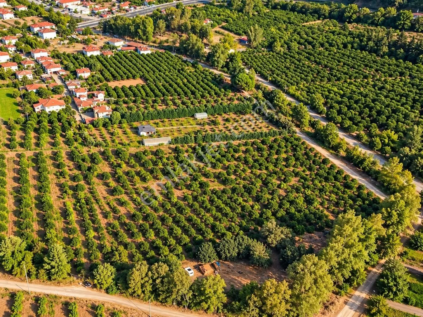 Gökçe Köyünde İmar Sınırında,denize 5 Dk Narenciye Bahçesi — fotoğraf 3