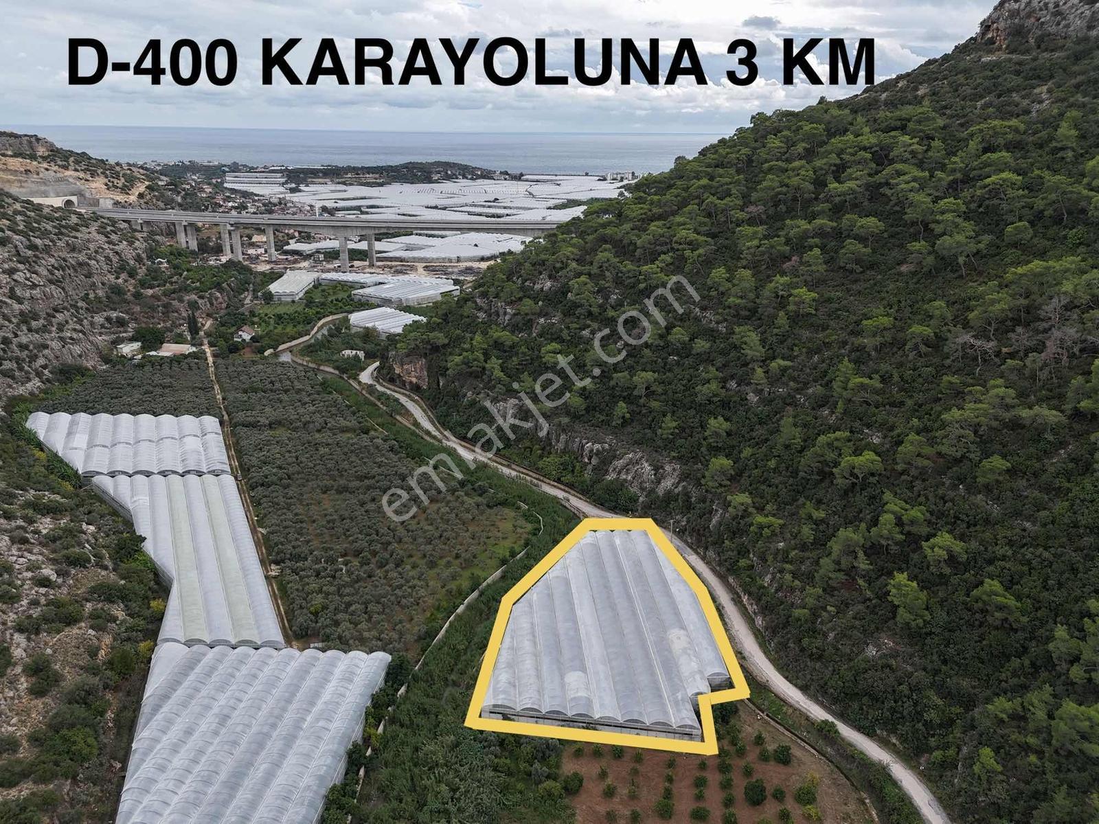 Limonluda Satılık Avakado Serası