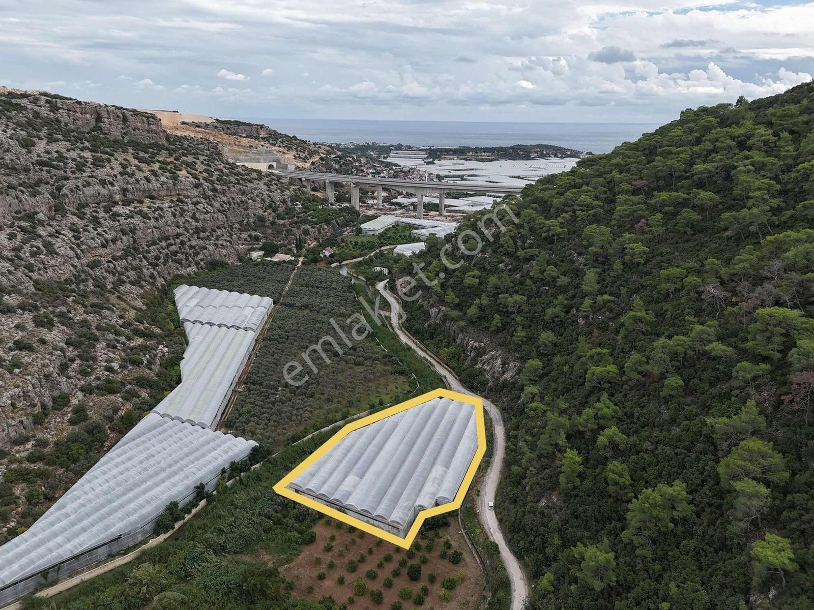 Limonluda Satılık Avakado Serası — fotoğraf 2