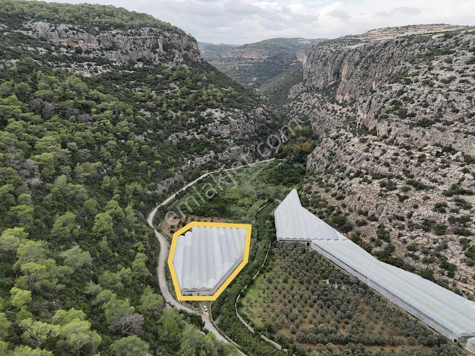Limonluda Satılık Avakado Serası — fotoğraf 4