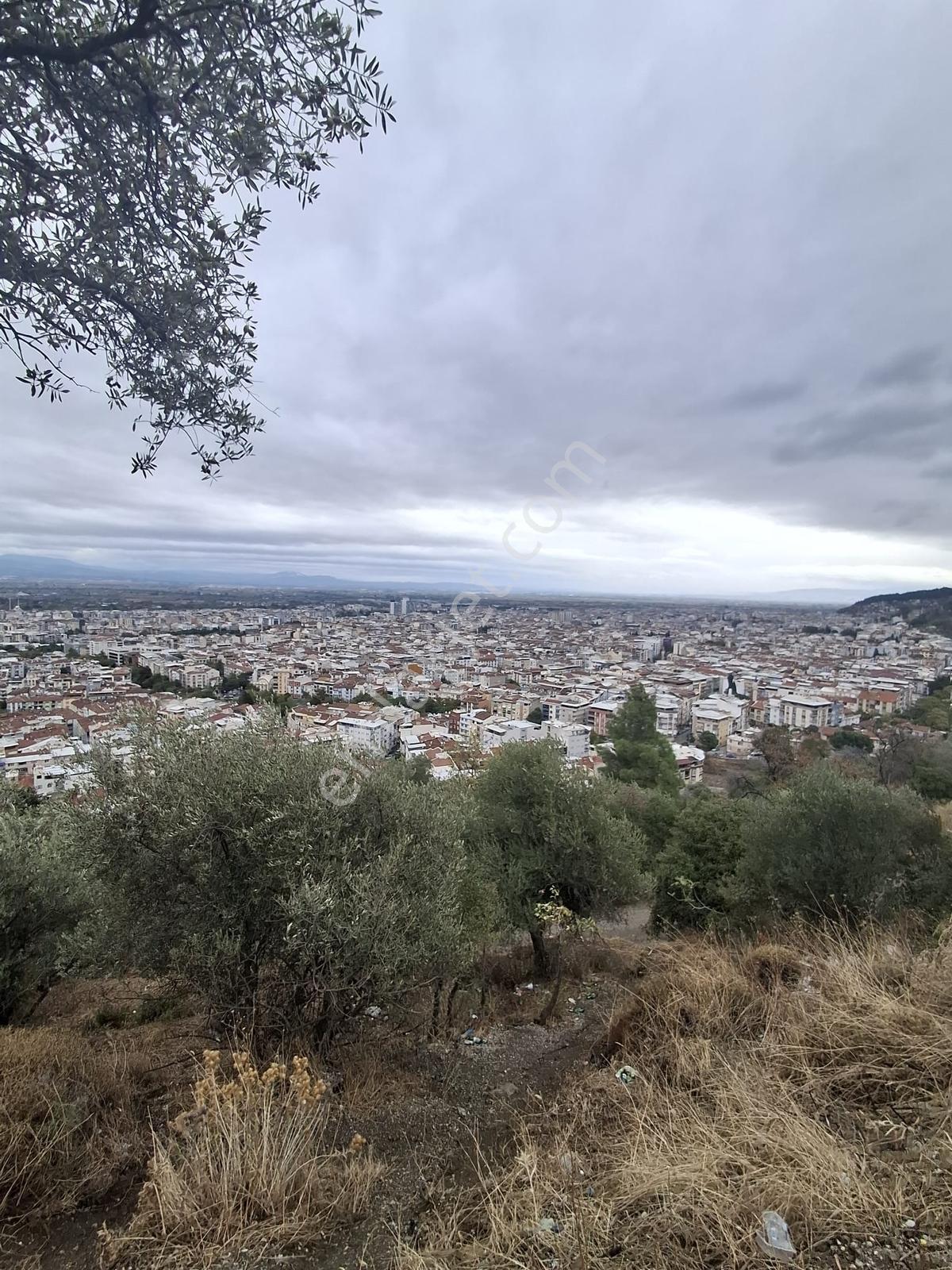 Uzun Emlak'Tan Akmescid'Te Manisa Manzaralı Zeytinli Tarla