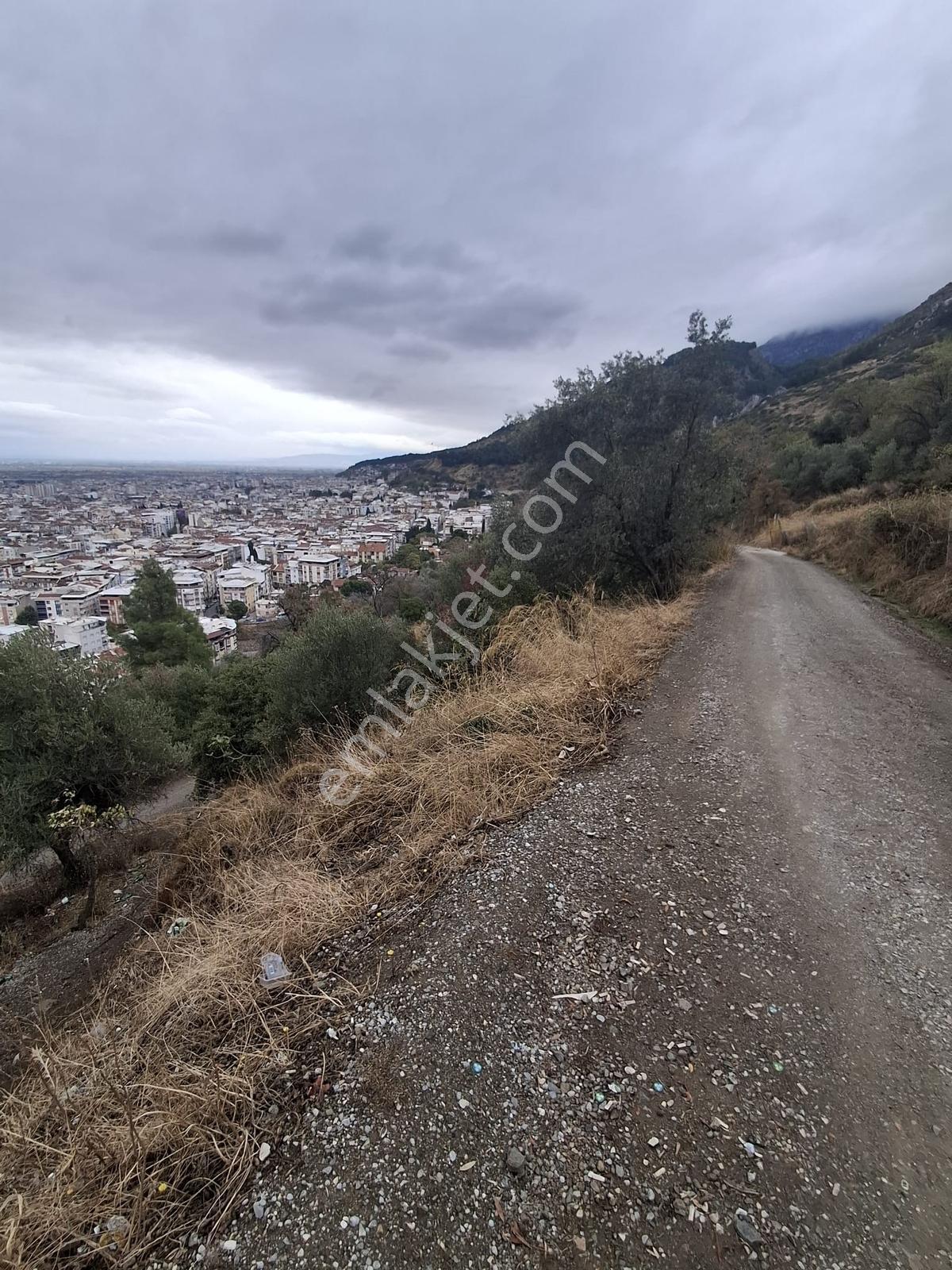 Uzun Emlak'tan Akmescid'te Manisa Manzaralı Zeytinli Tarla — fotoğraf 2