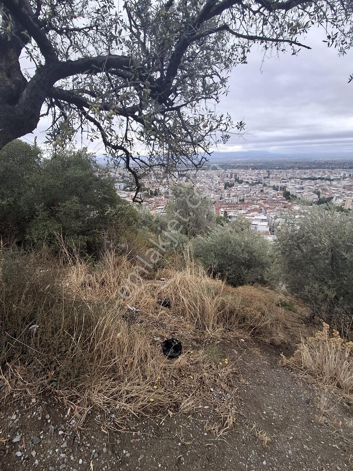 Uzun Emlak'tan Akmescid'te Manisa Manzaralı Zeytinli Tarla — fotoğraf 3