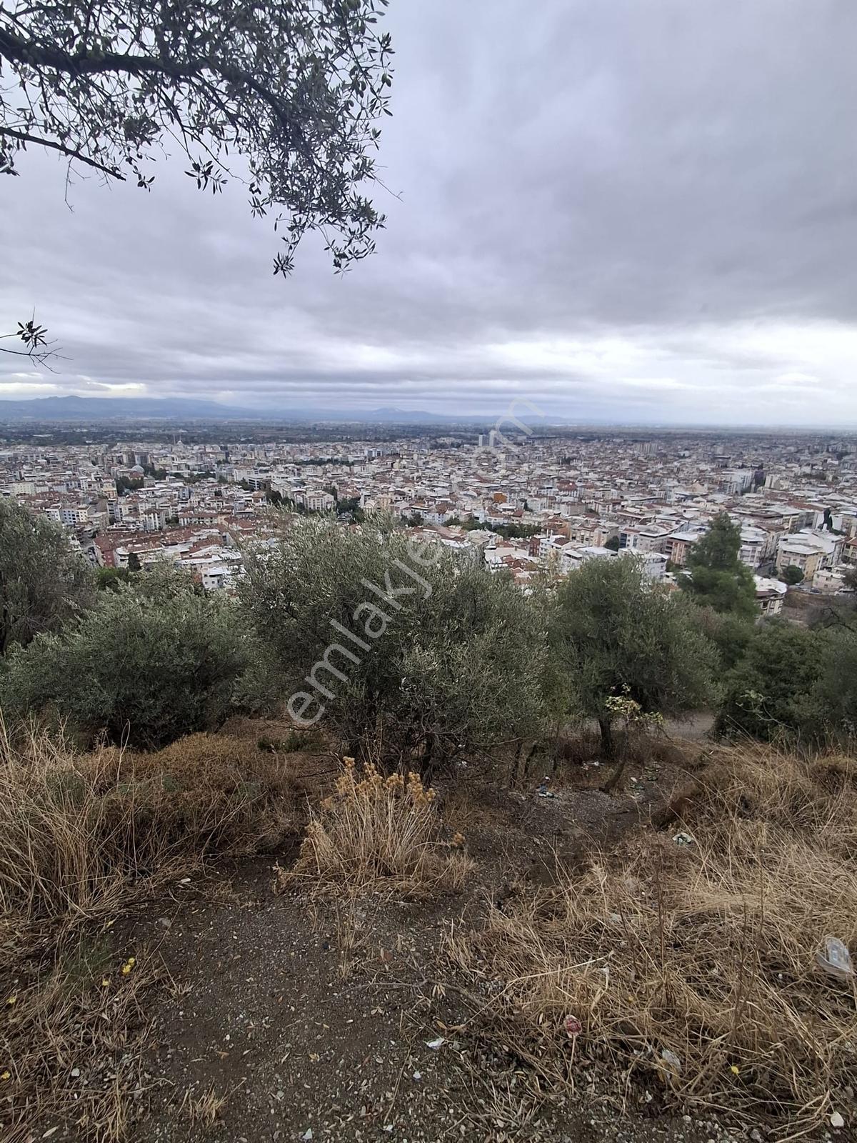 Uzun Emlak'tan Akmescid'te Manisa Manzaralı Zeytinli Tarla — fotoğraf 4