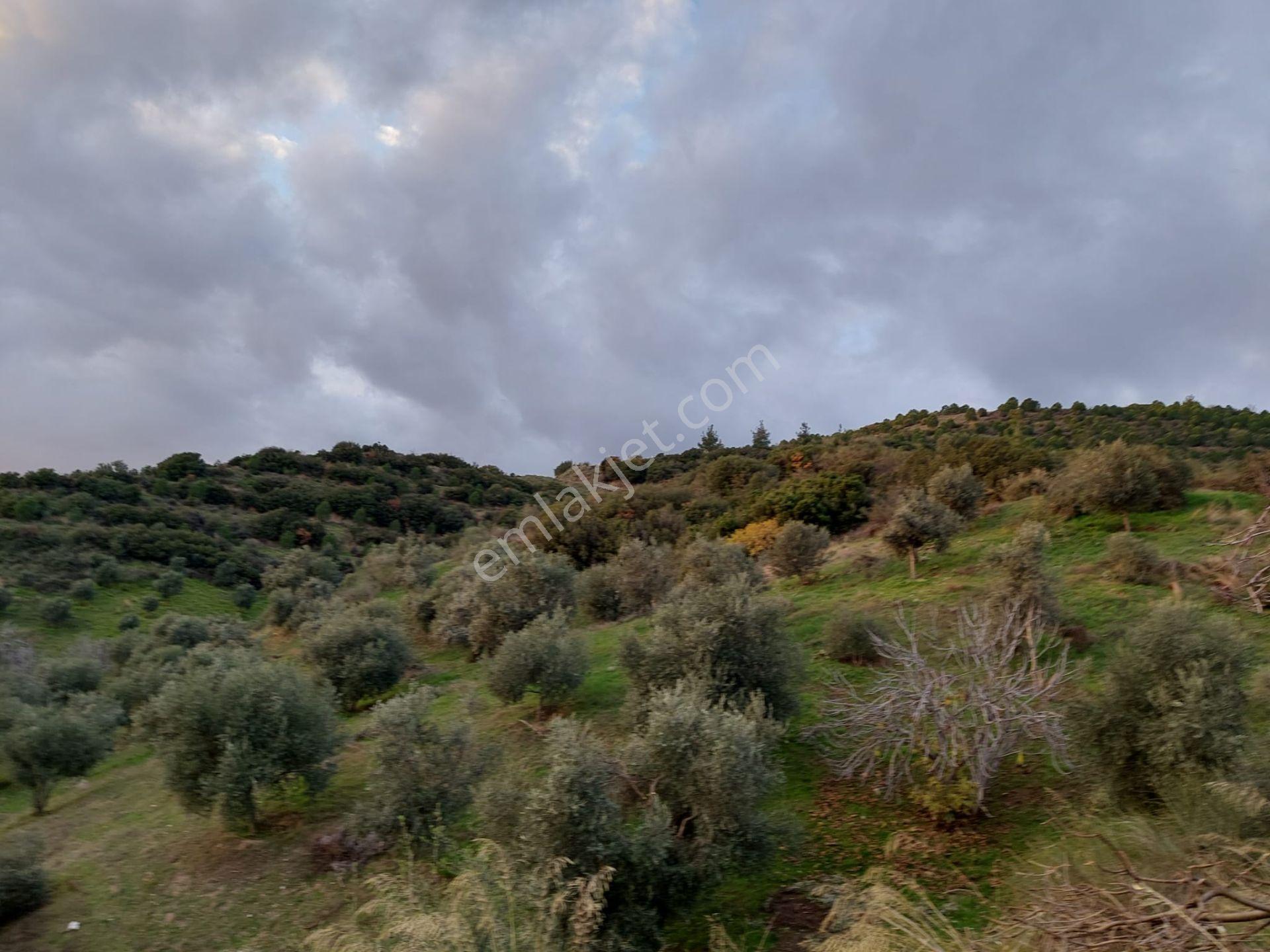 İzmir Kiraz Mh. 3.400 M2 Zeytinlik — fotoğraf 2