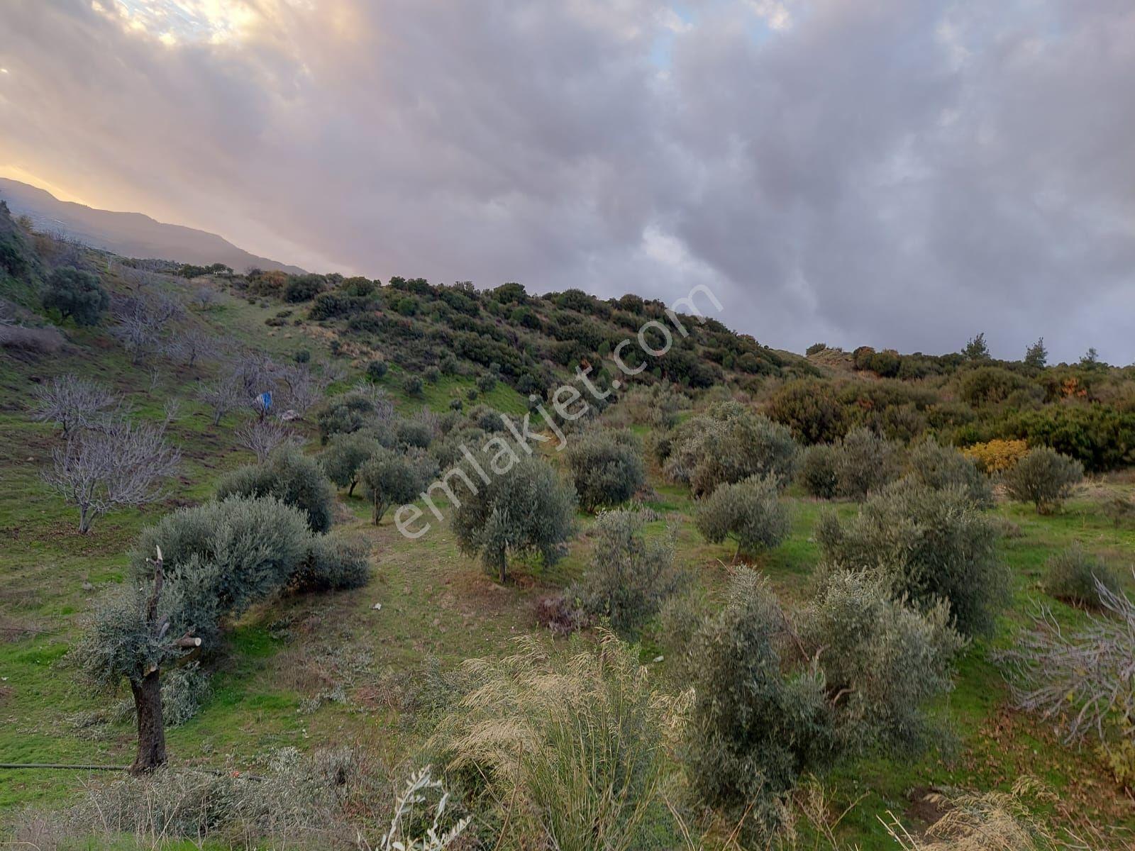 İzmir Kiraz Mh. 3.400 M2 Zeytinlik — fotoğraf 3