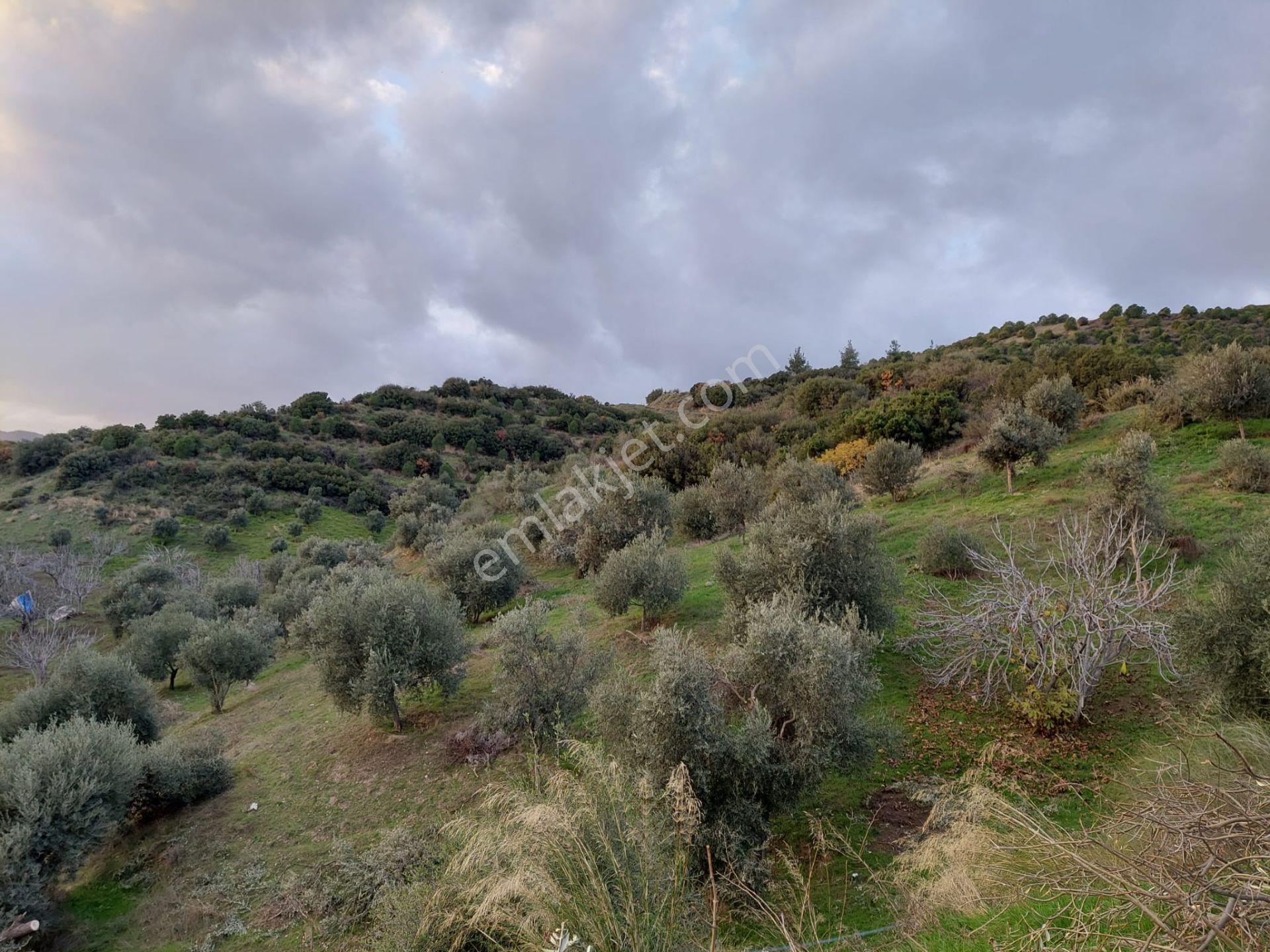 İzmir Kiraz Mh. 3.400 M2 Zeytinlik — fotoğraf 4