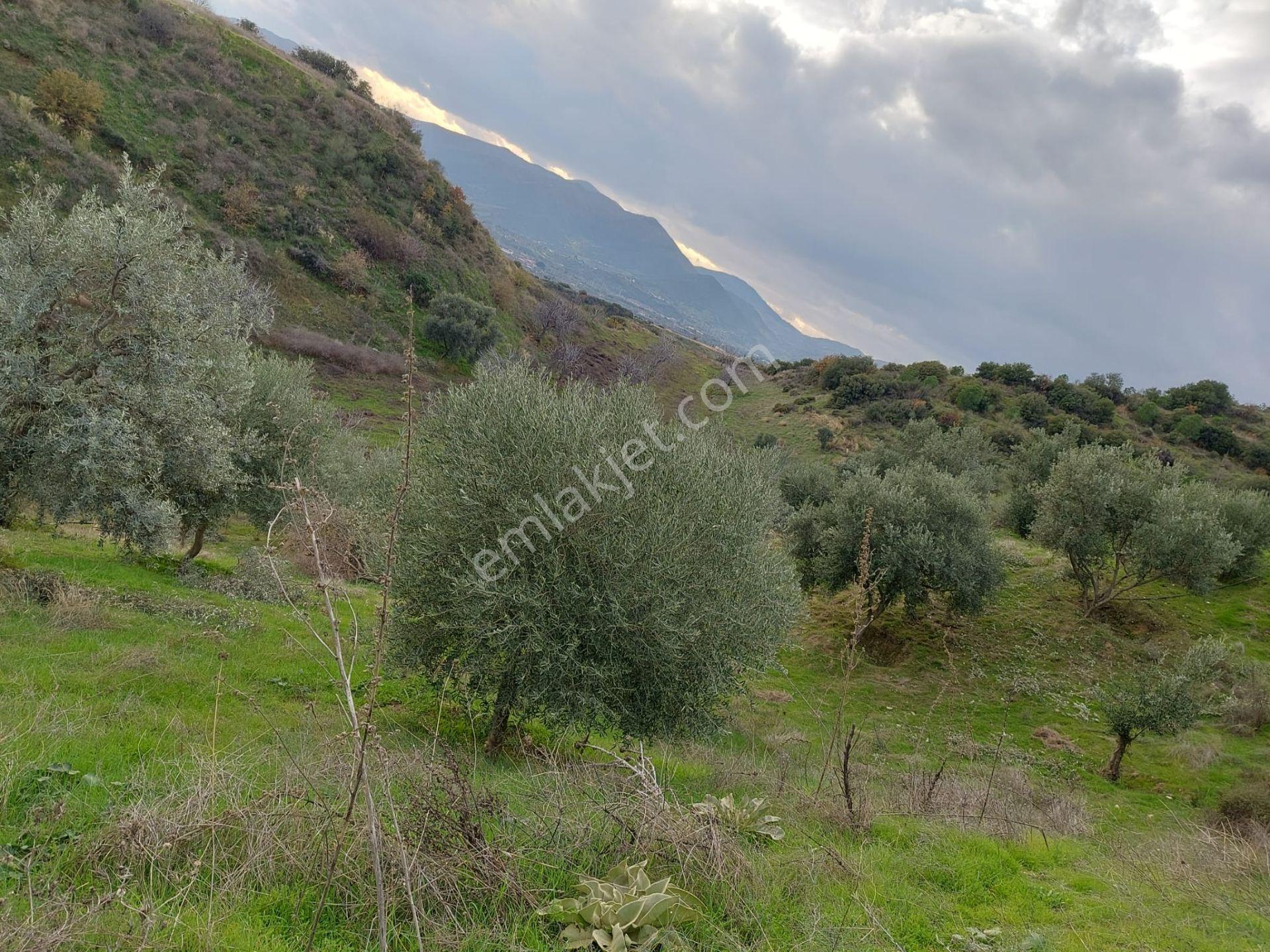 İzmir Kiraz Mh. 3.400 M2 Zeytinlik — fotoğraf 6