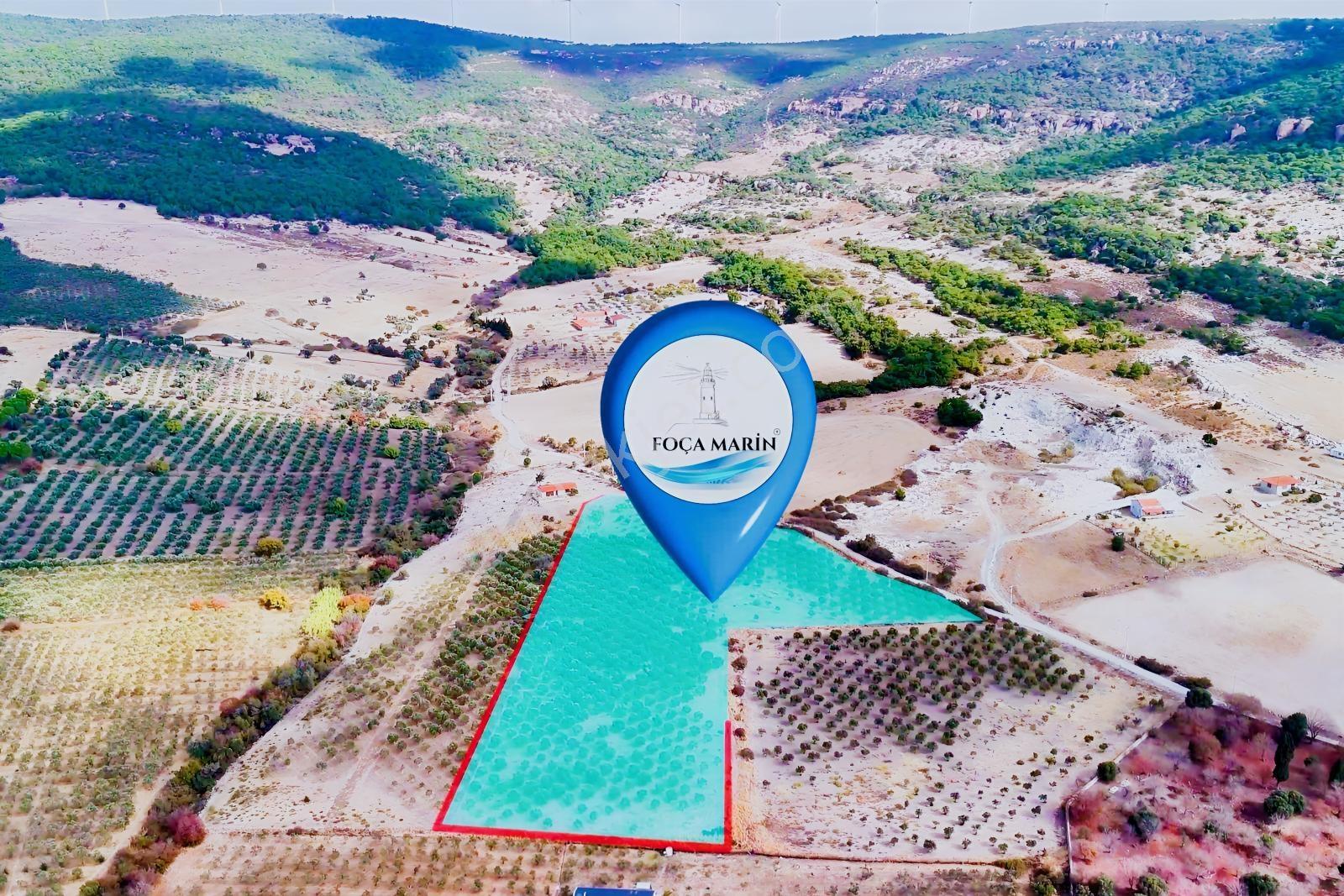 Foça Kocamehmetler'De 197 Mt Yol Cepheli Verimli Zeytinlik