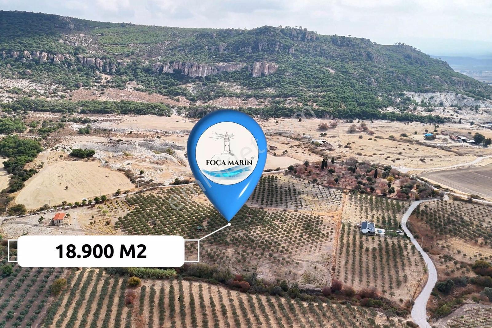 Foça Kocamehmetler'de 197 Mt Yol Cepheli Verimli Zeytinlik — fotoğraf 2
