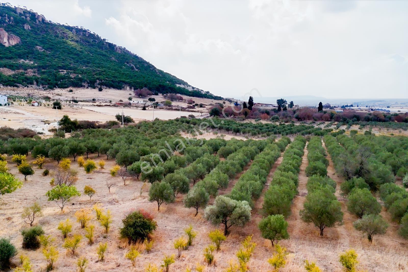 Foça Kocamehmetler'de 197 Mt Yol Cepheli Verimli Zeytinlik — fotoğraf 3