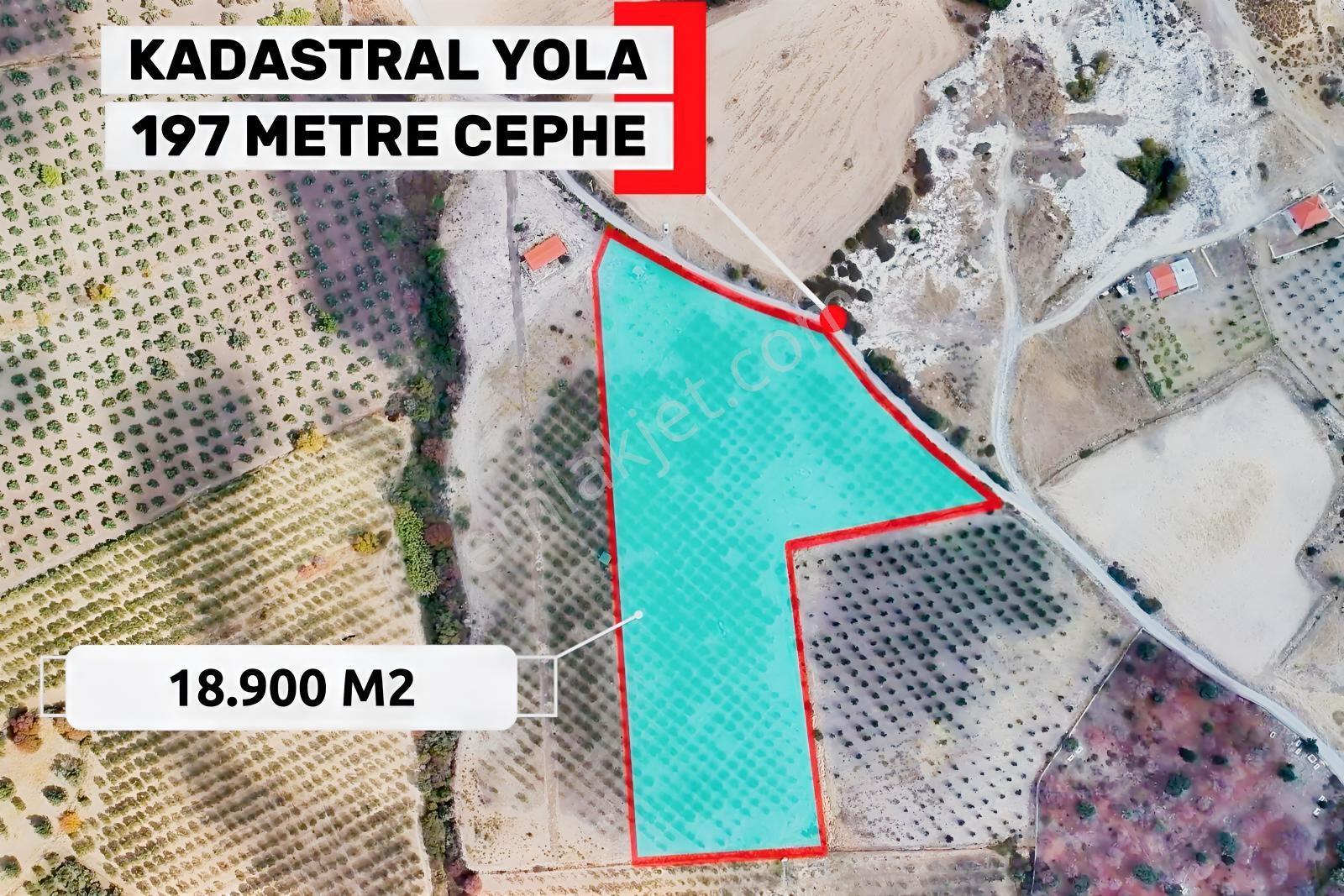 Foça Kocamehmetler'de 197 Mt Yol Cepheli Verimli Zeytinlik — fotoğraf 4