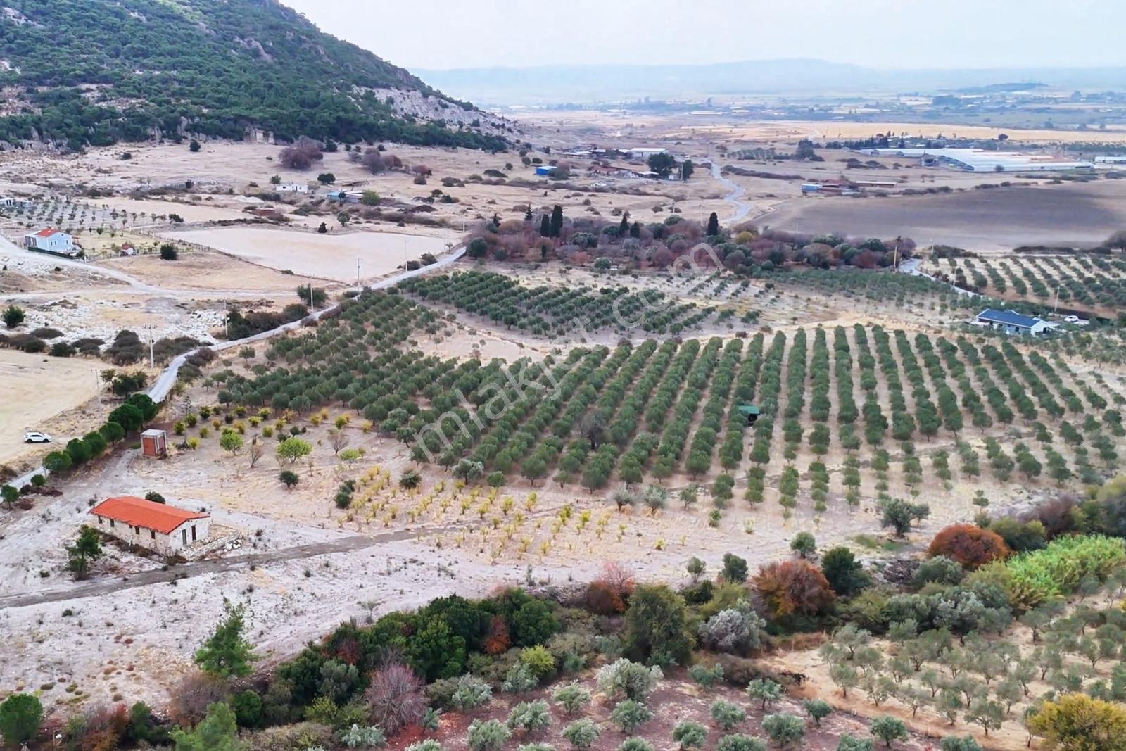 Foça Kocamehmetler'de 197 Mt Yol Cepheli Verimli Zeytinlik — fotoğraf 5