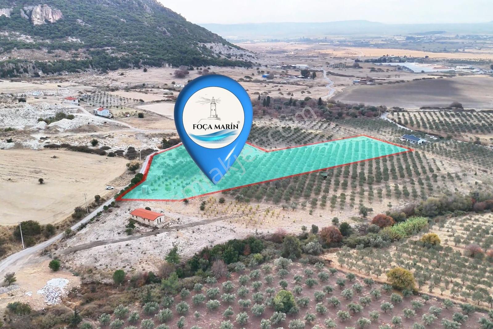 Foça Kocamehmetler'de 197 Mt Yol Cepheli Verimli Zeytinlik — fotoğraf 6