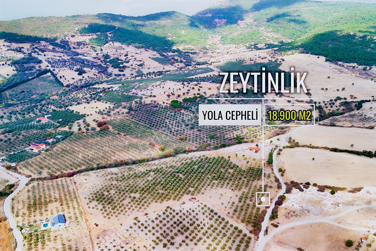 Foça Kocamehmetler'de 197 Mt Yol Cepheli Verimli Zeytinlik — fotoğraf 7