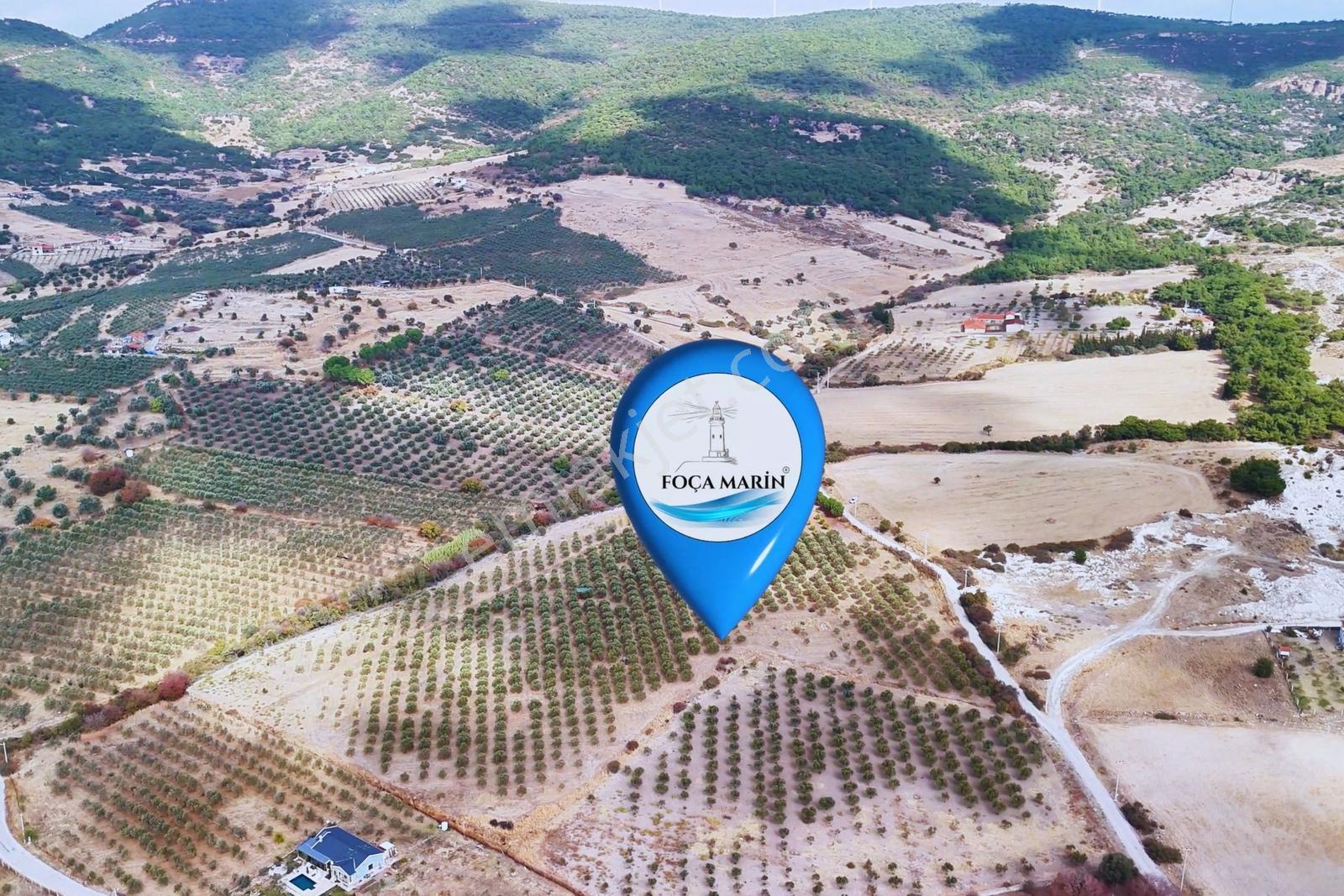 Foça Kocamehmetler'de 197 Mt Yol Cepheli Verimli Zeytinlik — fotoğraf 8