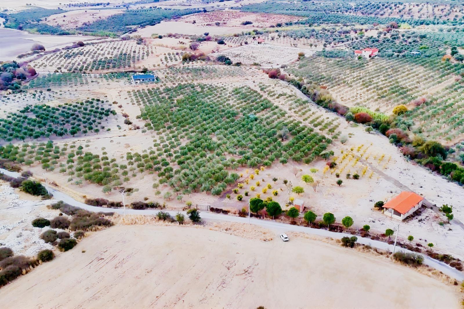 Foça Kocamehmetler'de 197 Mt Yol Cepheli Verimli Zeytinlik — fotoğraf 9