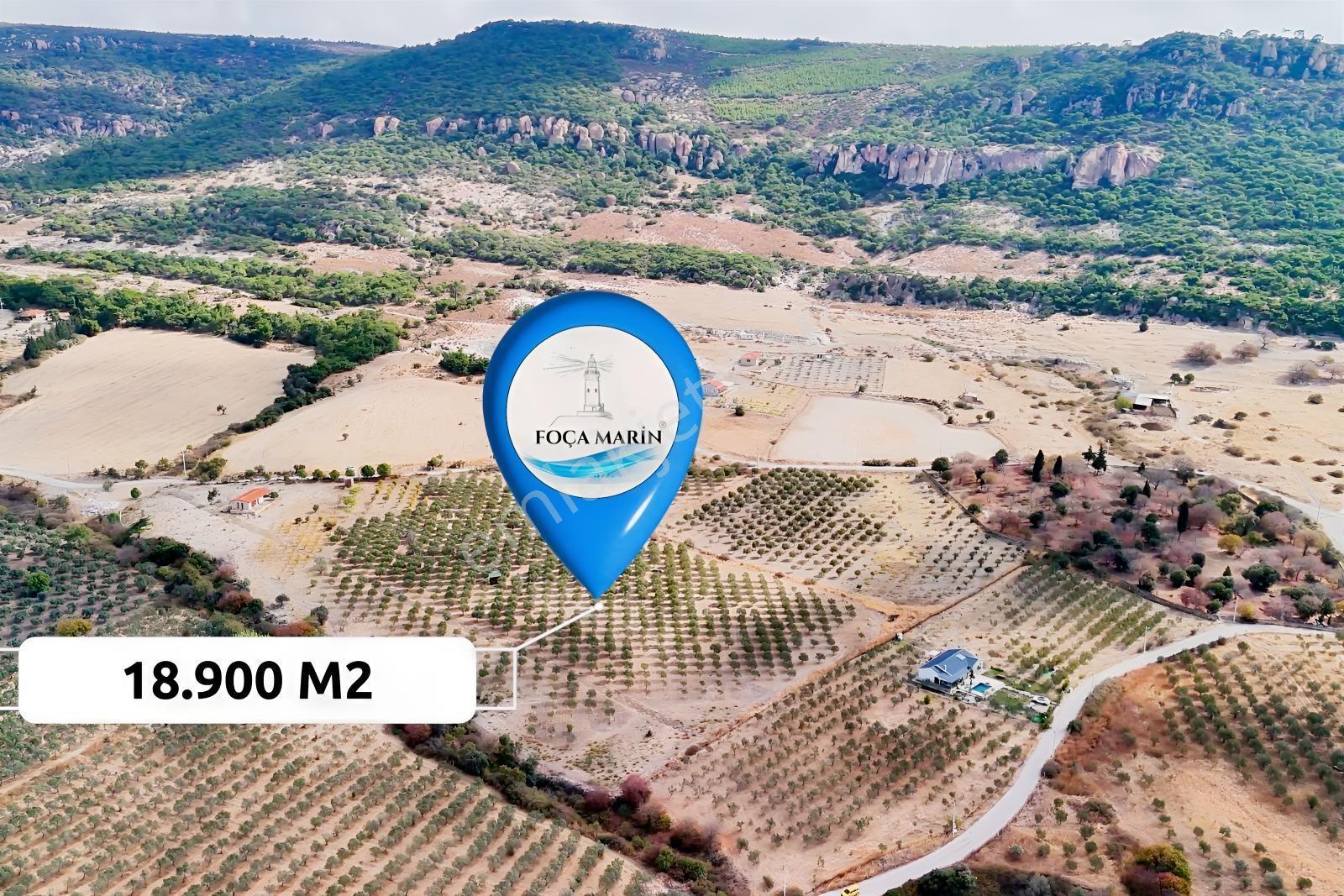 Foça Kocamehmetler'de 197 Mt Yol Cepheli Verimli Zeytinlik — fotoğraf 10