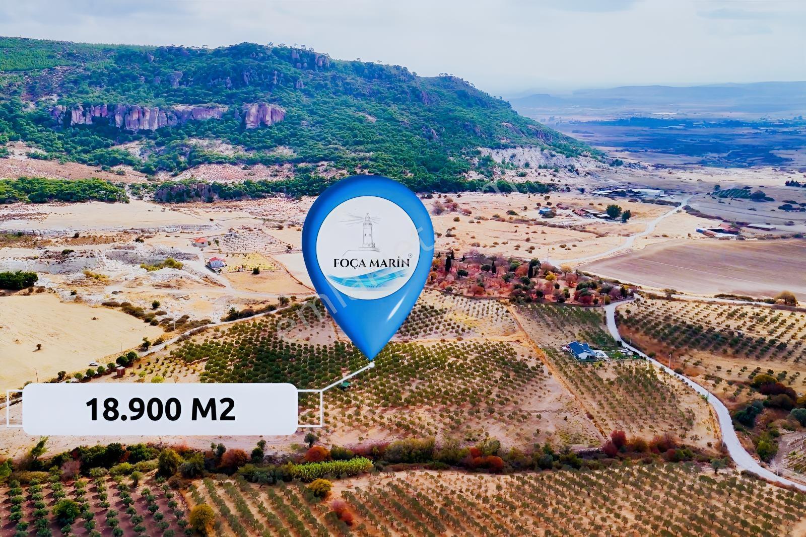 Foça Kocamehmetler'de 197 Mt Yol Cepheli Verimli Zeytinlik — fotoğraf 12