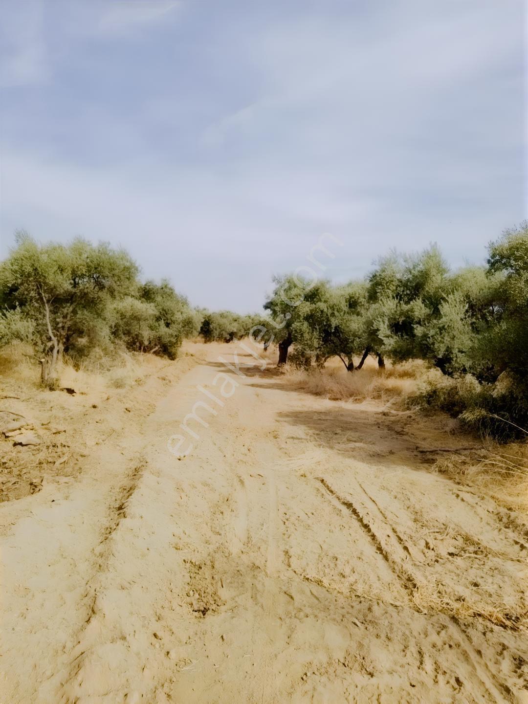 İzmir Kemalpaşa Ören75 De Satılık Konut İmarlı Arsa 6 Dairelik — fotoğraf 2