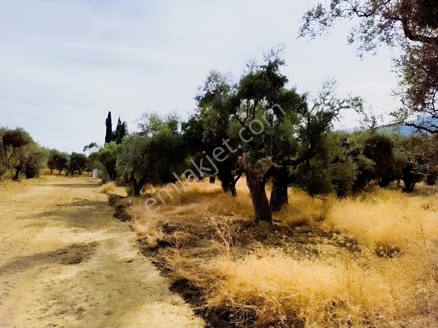 İzmir Kemalpaşa Ören75 De Satılık Konut İmarlı Arsa 6 Dairelik — fotoğraf 7