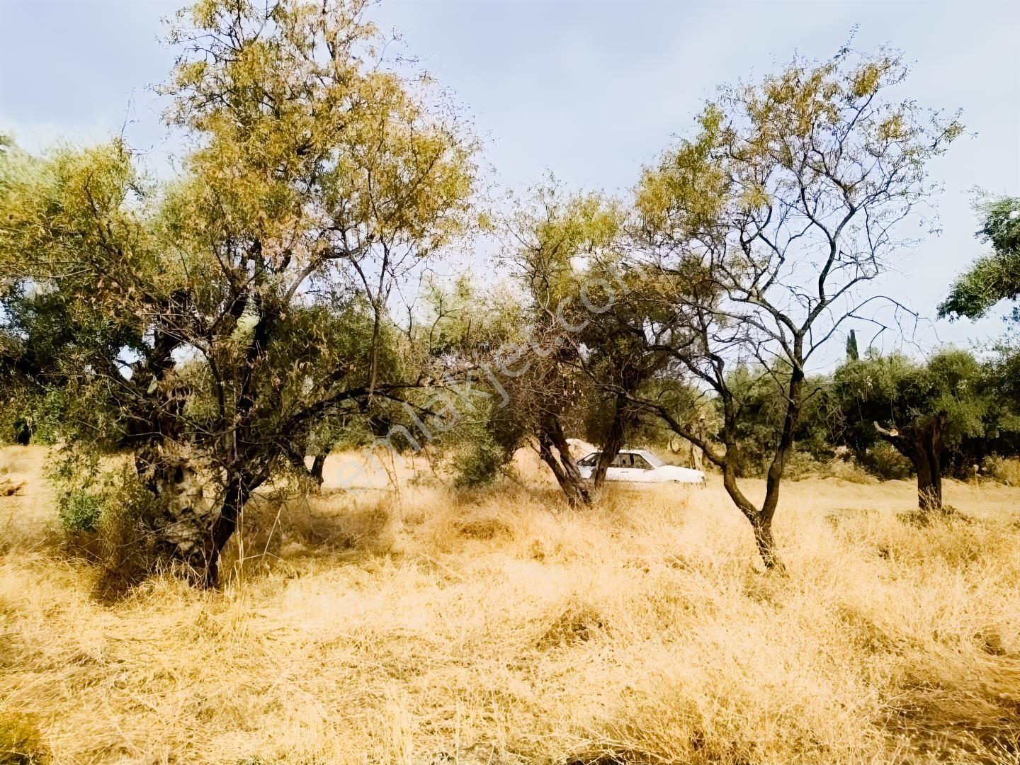 İzmir Kemalpaşa Ören75 De Satılık Konut İmarlı Arsa 6 Dairelik — fotoğraf 10