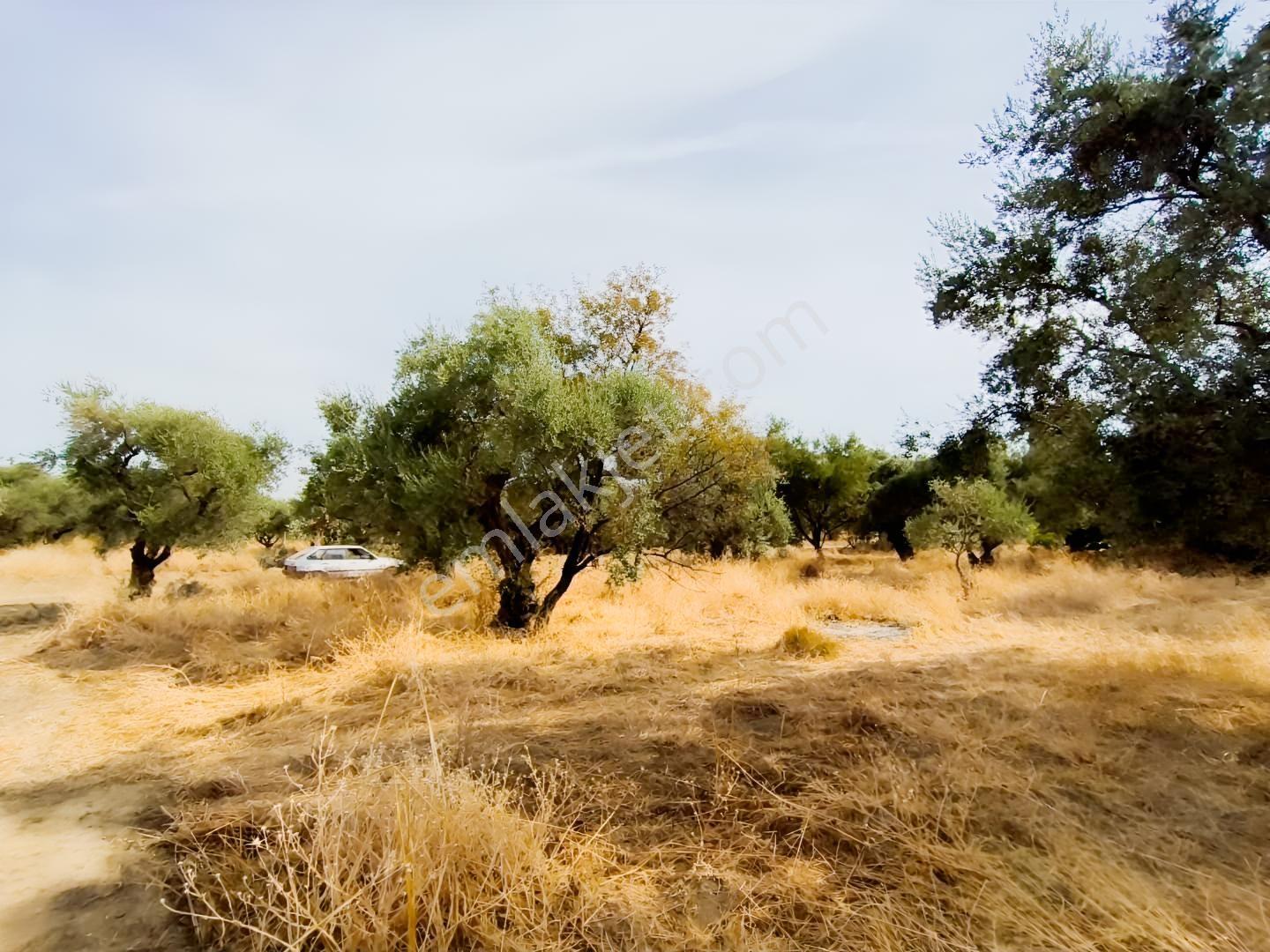 İzmir Kemalpaşa Ören75 De Satılık Konut İmarlı Arsa 6 Dairelik — fotoğraf 12