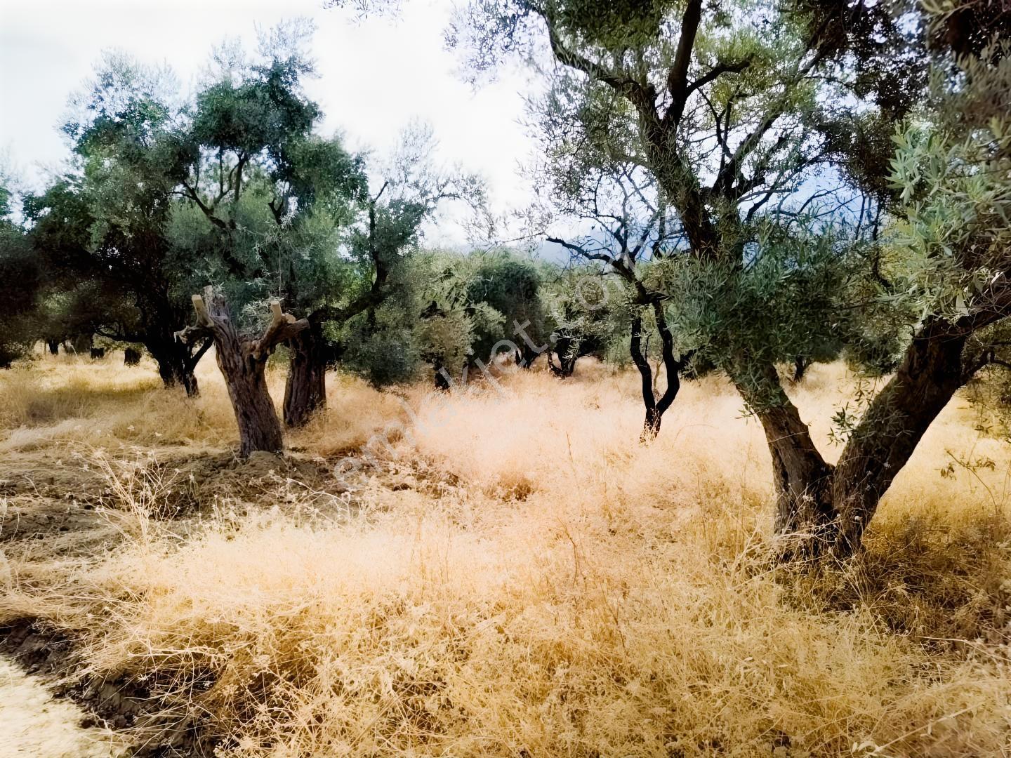 İzmir Kemalpaşa Ören75 De Satılık Konut İmarlı Arsa 6 Dairelik — fotoğraf 13