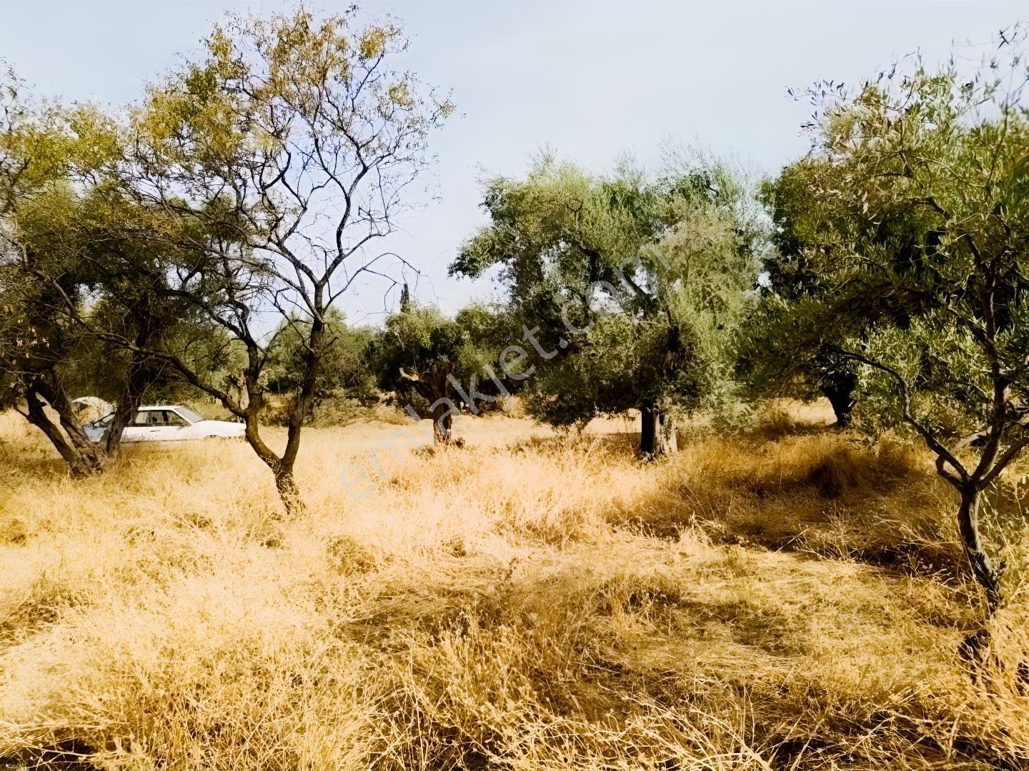 İzmir Kemalpaşa Ören75 De Satılık Konut İmarlı Arsa 6 Dairelik — fotoğraf 16