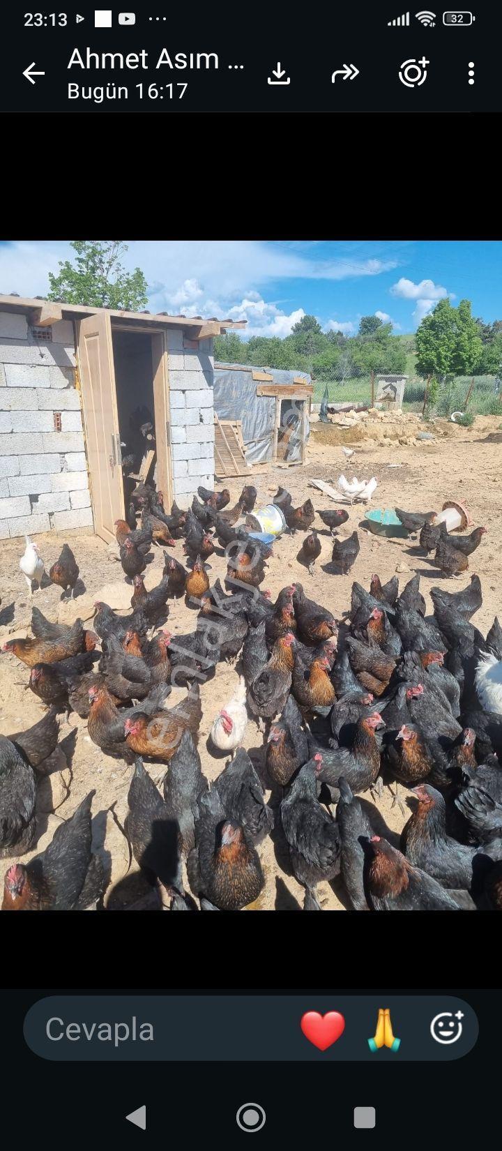 Wisrem Den Banaz Bağkonakta İçerisinde 80 M2 Prefabrik Ev Bulunan Satılık Çiftlik — fotoğraf 8