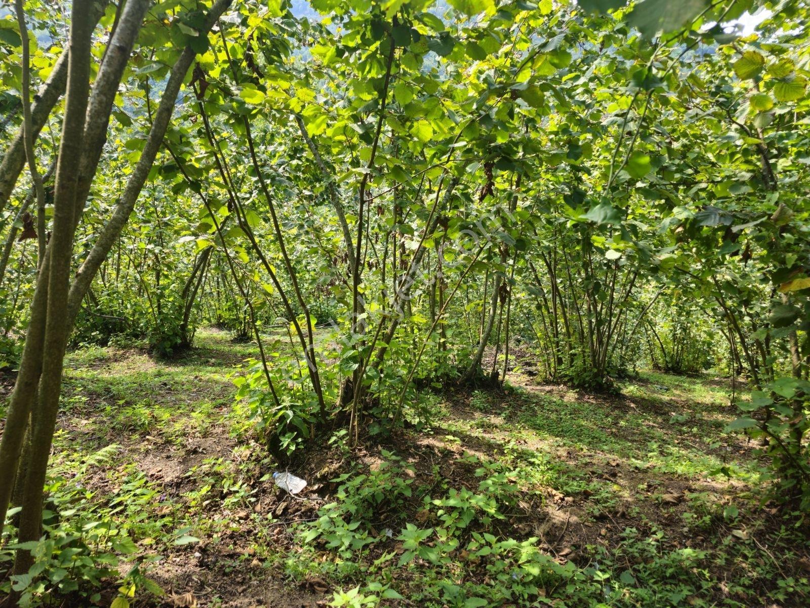 Ordu/Perşembe/Sarayköyde 1,5 Dönüm Satılık Fındık Bahçesi