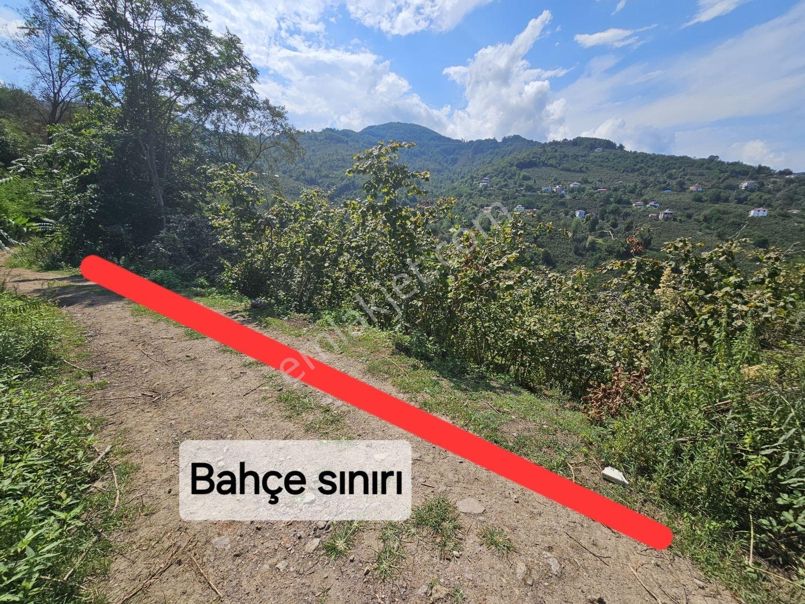 Ordu/perşembe/sarayköyde 1,5 Dönüm Satılık Fındık Bahçesi — fotoğraf 2