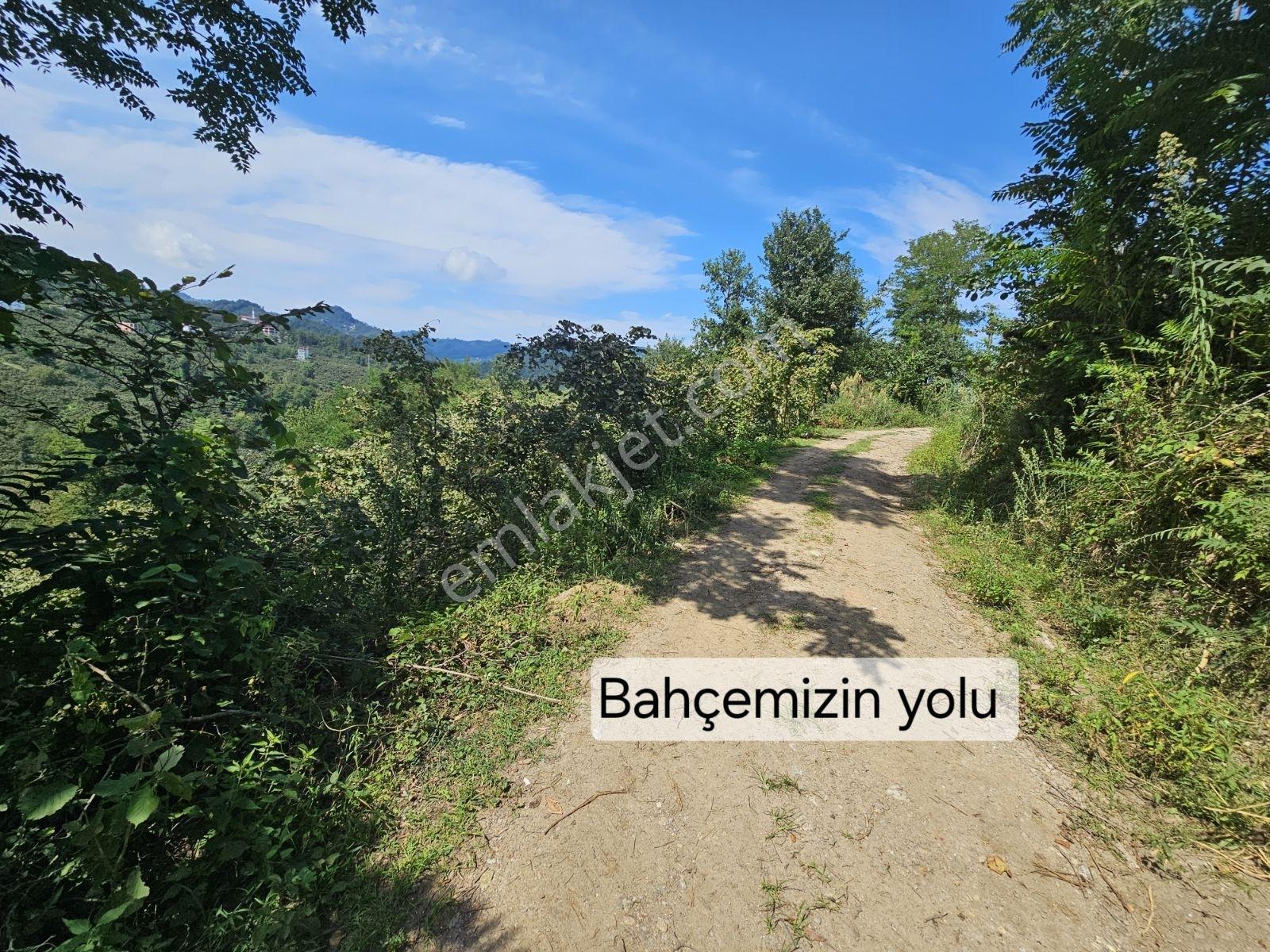 Ordu/perşembe/sarayköyde 1,5 Dönüm Satılık Fındık Bahçesi — fotoğraf 3