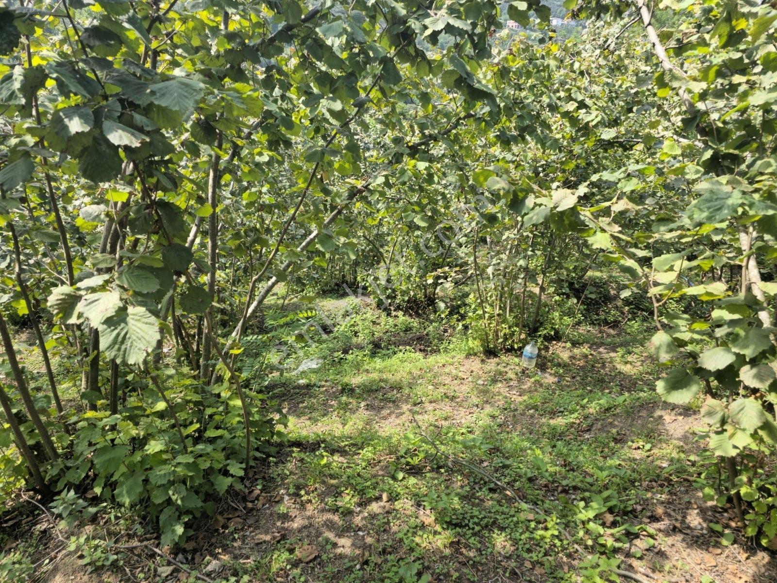 Ordu/perşembe/sarayköyde 1,5 Dönüm Satılık Fındık Bahçesi — fotoğraf 4