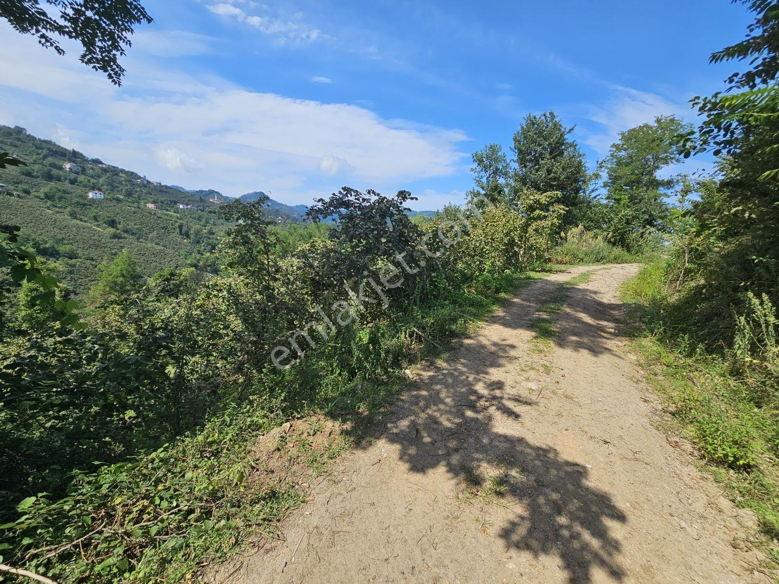 Ordu/perşembe/sarayköyde 1,5 Dönüm Satılık Fındık Bahçesi — fotoğraf 6