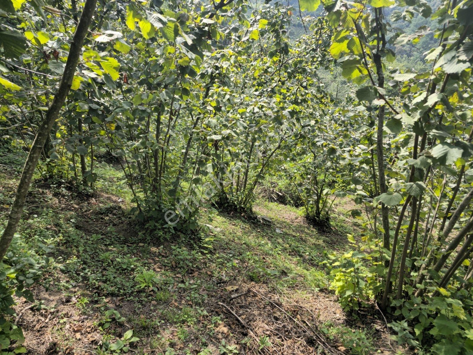 Ordu/perşembe/sarayköyde 1,5 Dönüm Satılık Fındık Bahçesi — fotoğraf 7