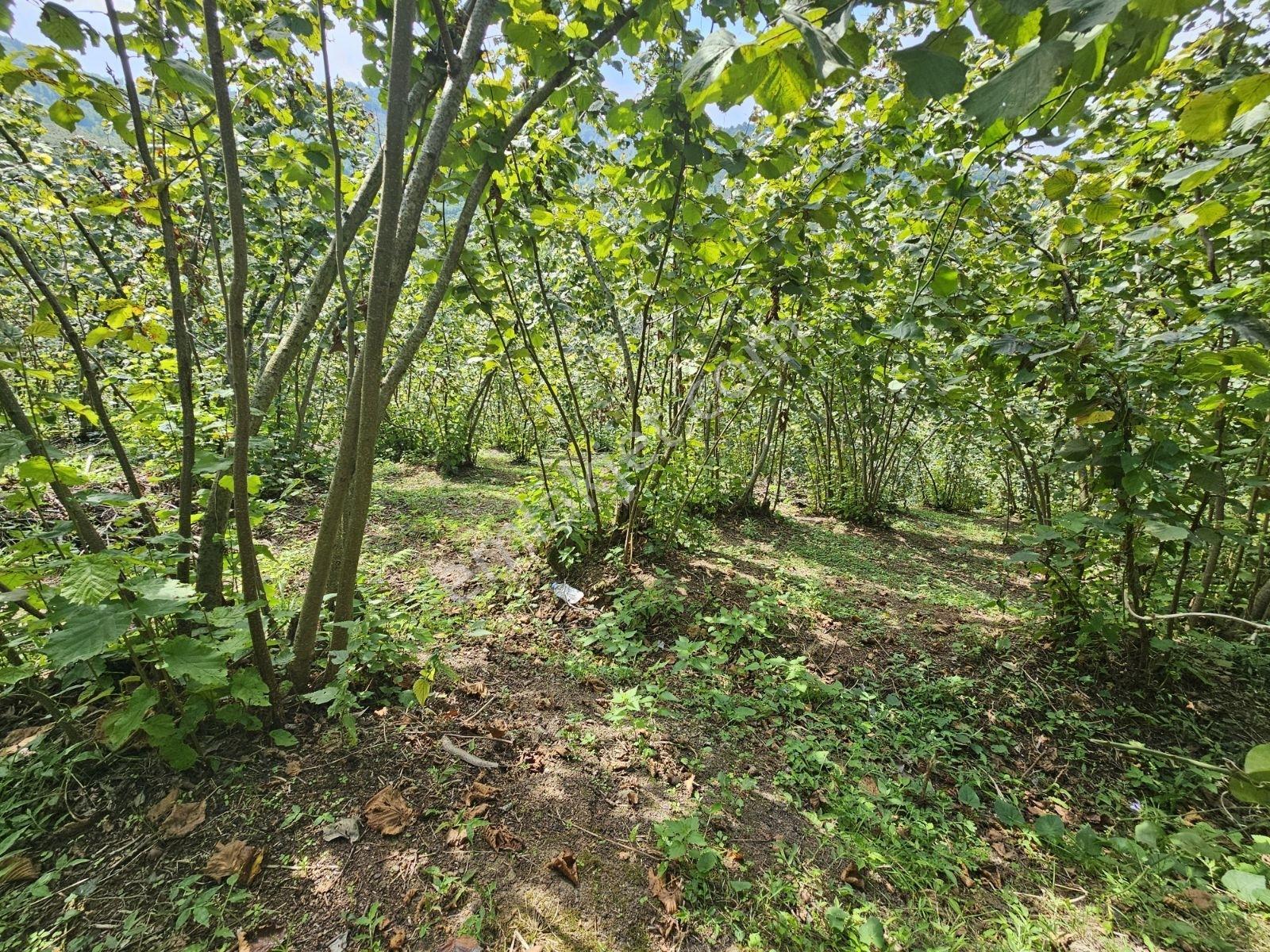 Ordu/perşembe/sarayköyde 1,5 Dönüm Satılık Fındık Bahçesi — fotoğraf 8