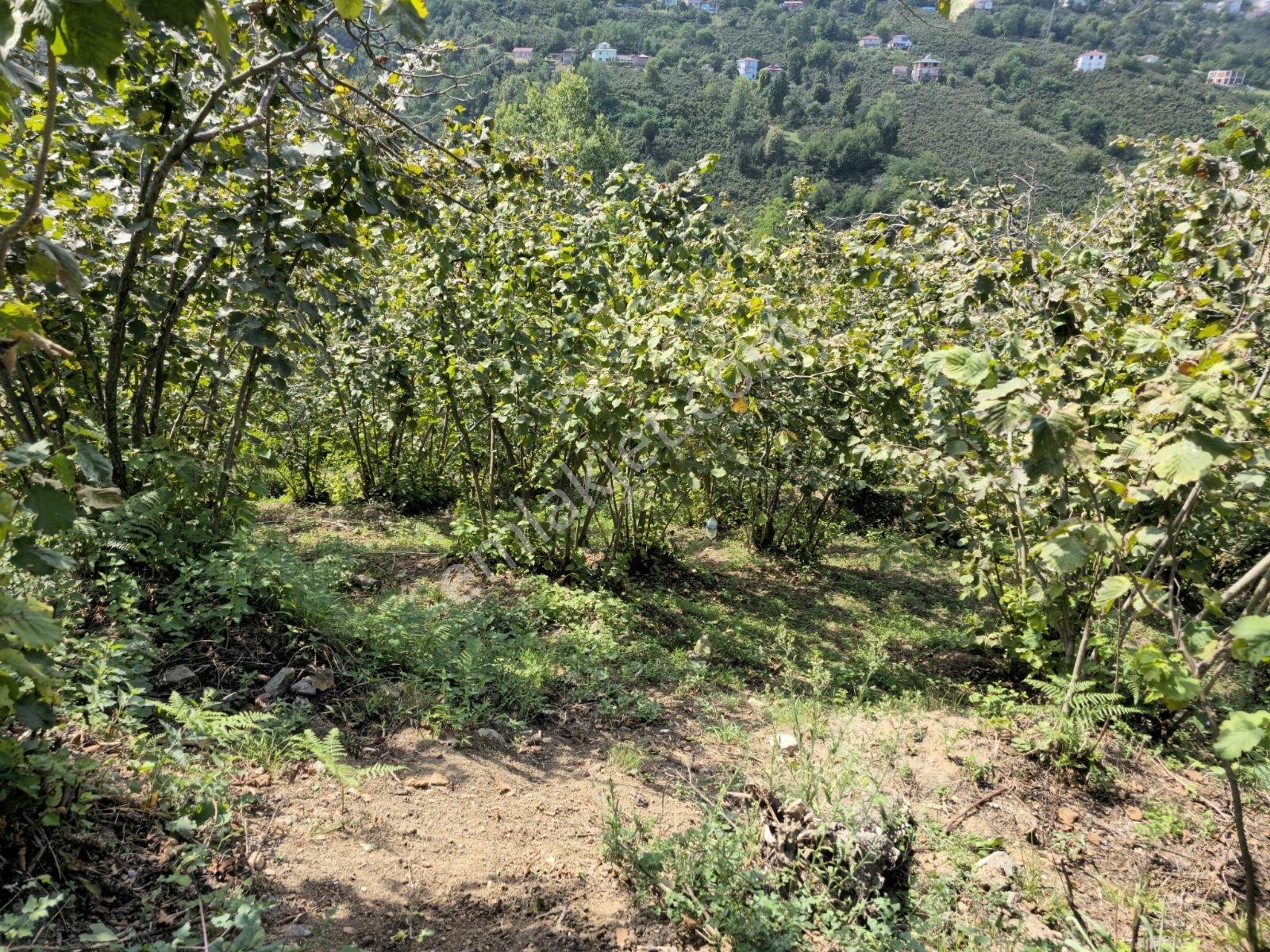 Ordu/perşembe/sarayköyde 1,5 Dönüm Satılık Fındık Bahçesi — fotoğraf 9