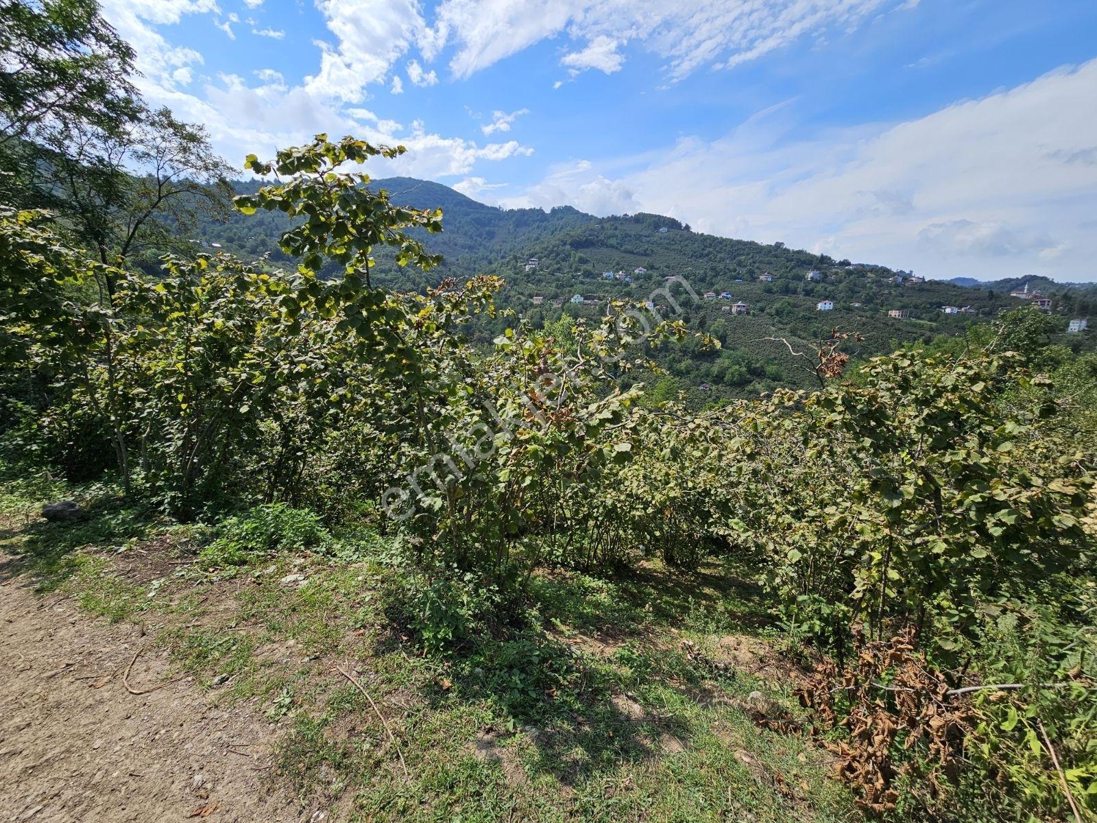 Ordu/perşembe/sarayköyde 1,5 Dönüm Satılık Fındık Bahçesi — fotoğraf 10