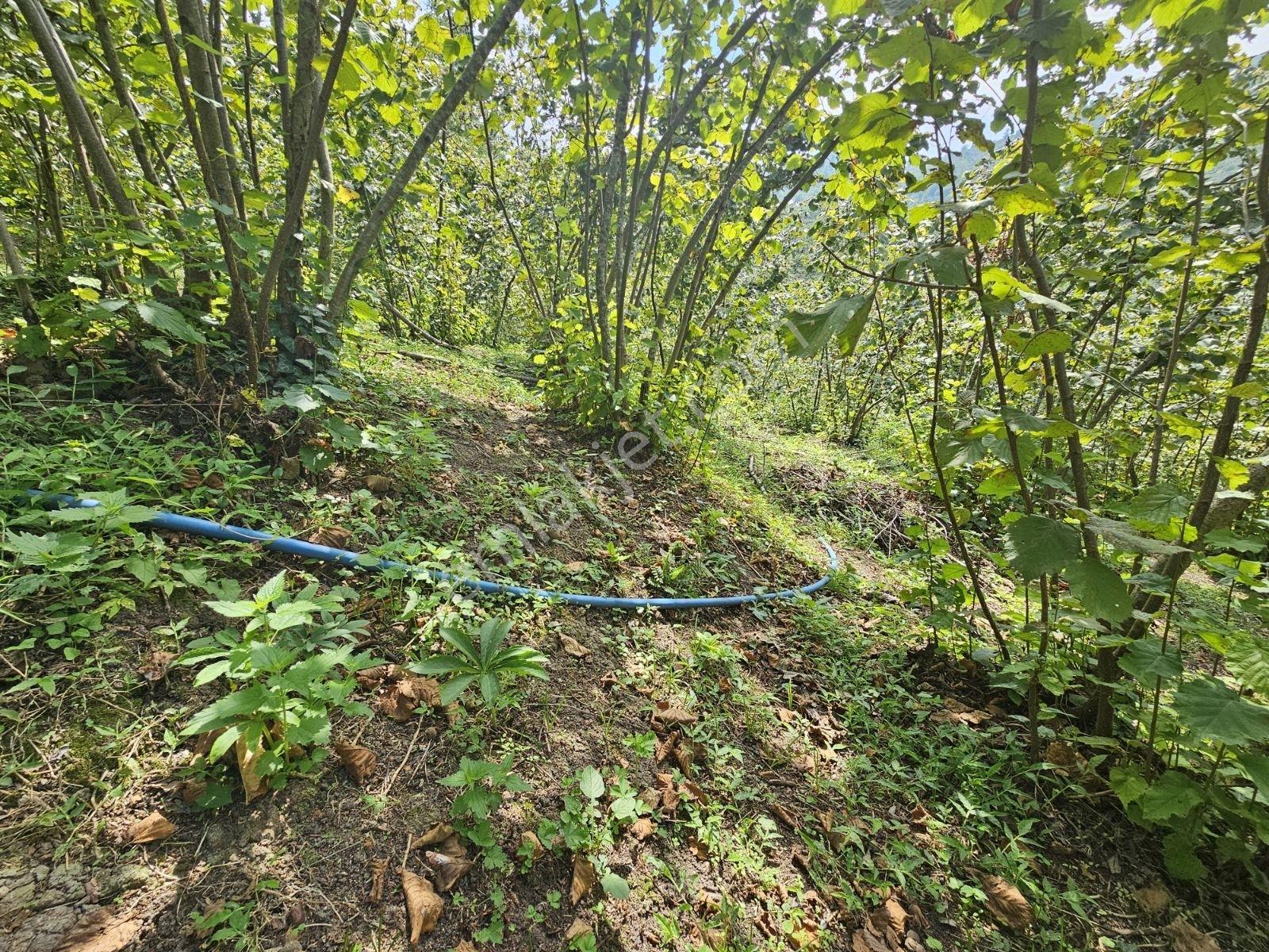 Ordu/perşembe/sarayköyde 1,5 Dönüm Satılık Fındık Bahçesi — fotoğraf 11
