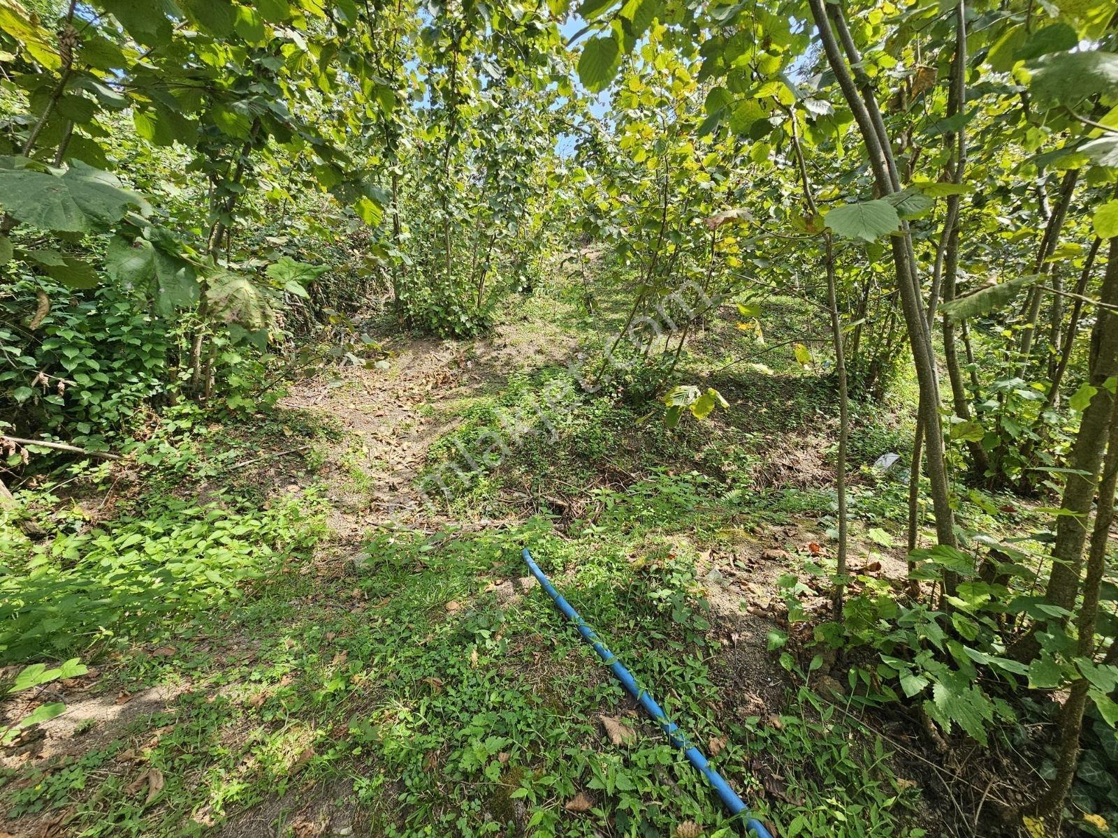 Ordu/perşembe/sarayköyde 1,5 Dönüm Satılık Fındık Bahçesi — fotoğraf 12