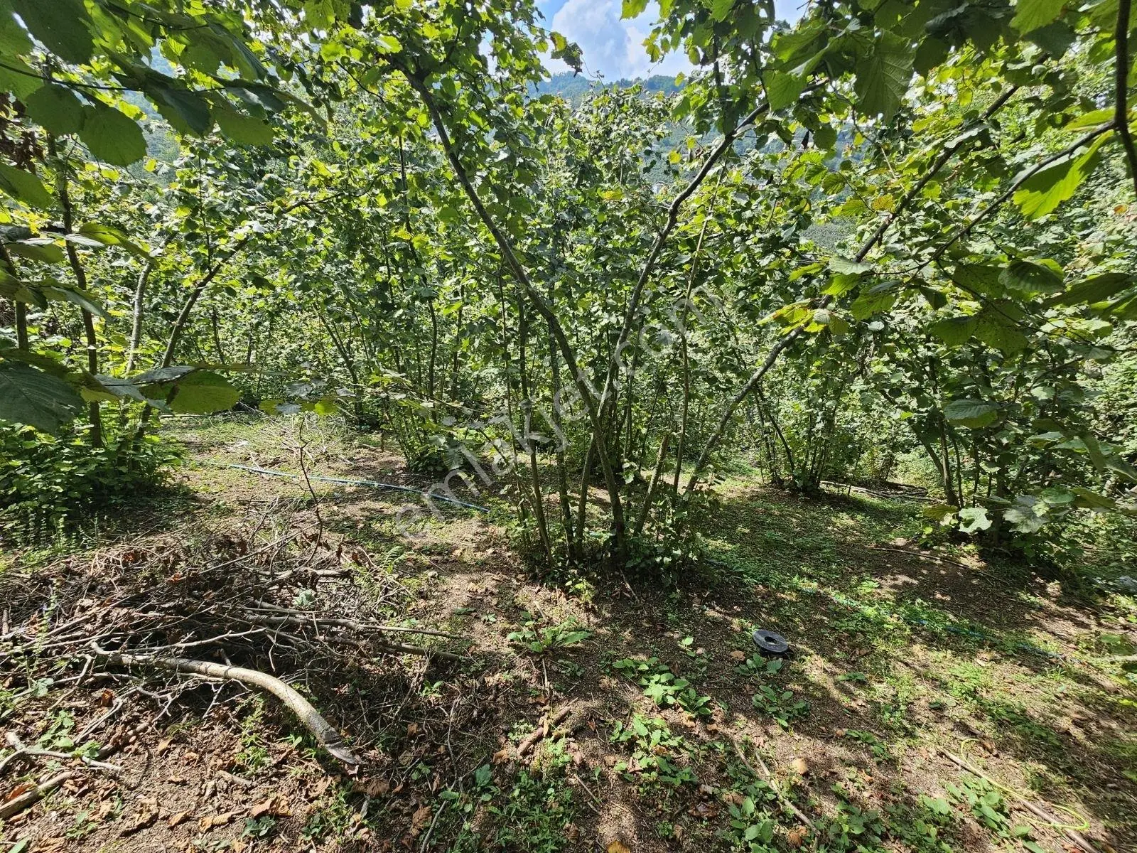 Ordu/perşembe/sarayköyde 1,5 Dönüm Satılık Fındık Bahçesi — fotoğraf 13
