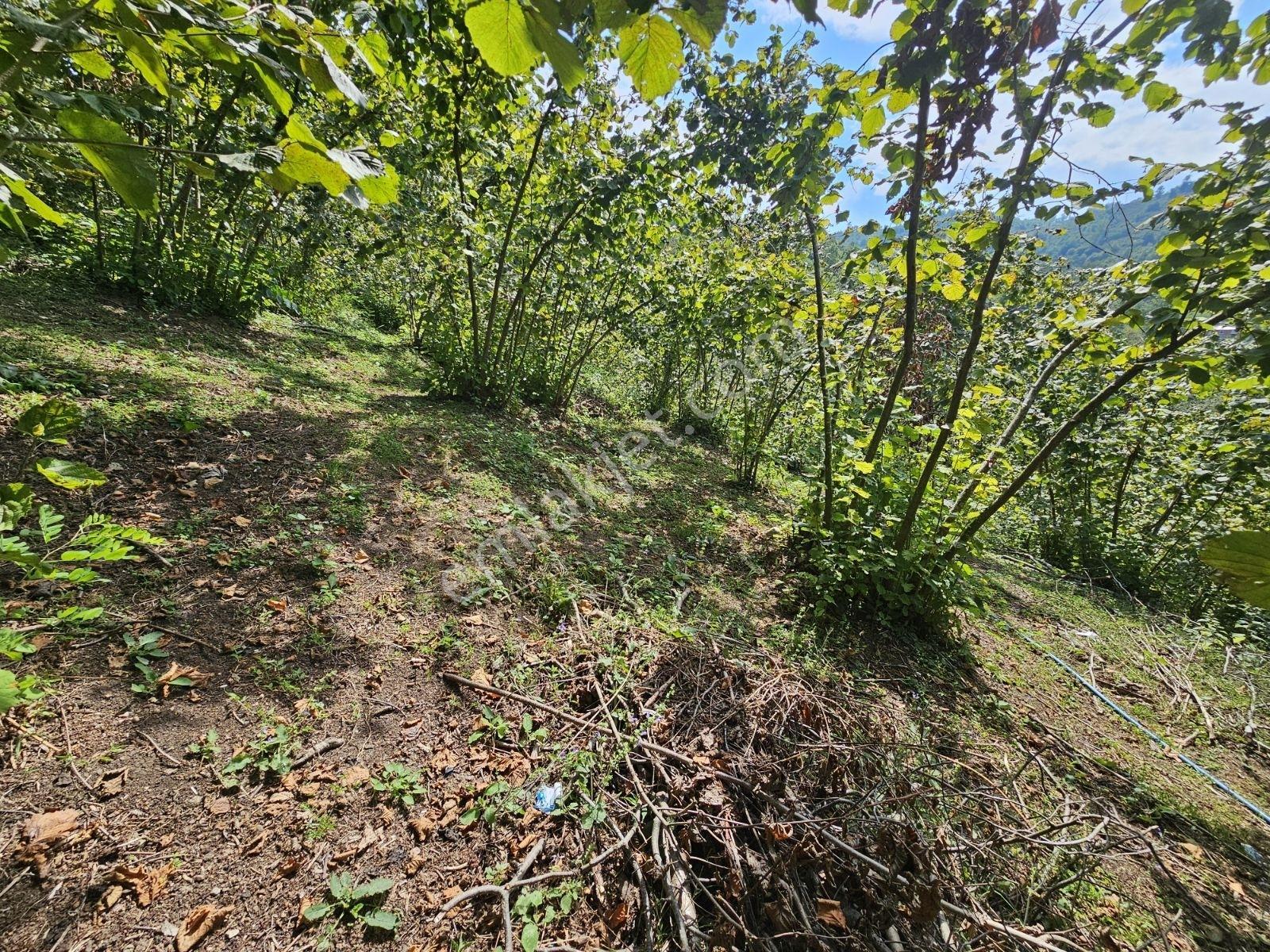 Ordu/perşembe/sarayköyde 1,5 Dönüm Satılık Fındık Bahçesi — fotoğraf 14