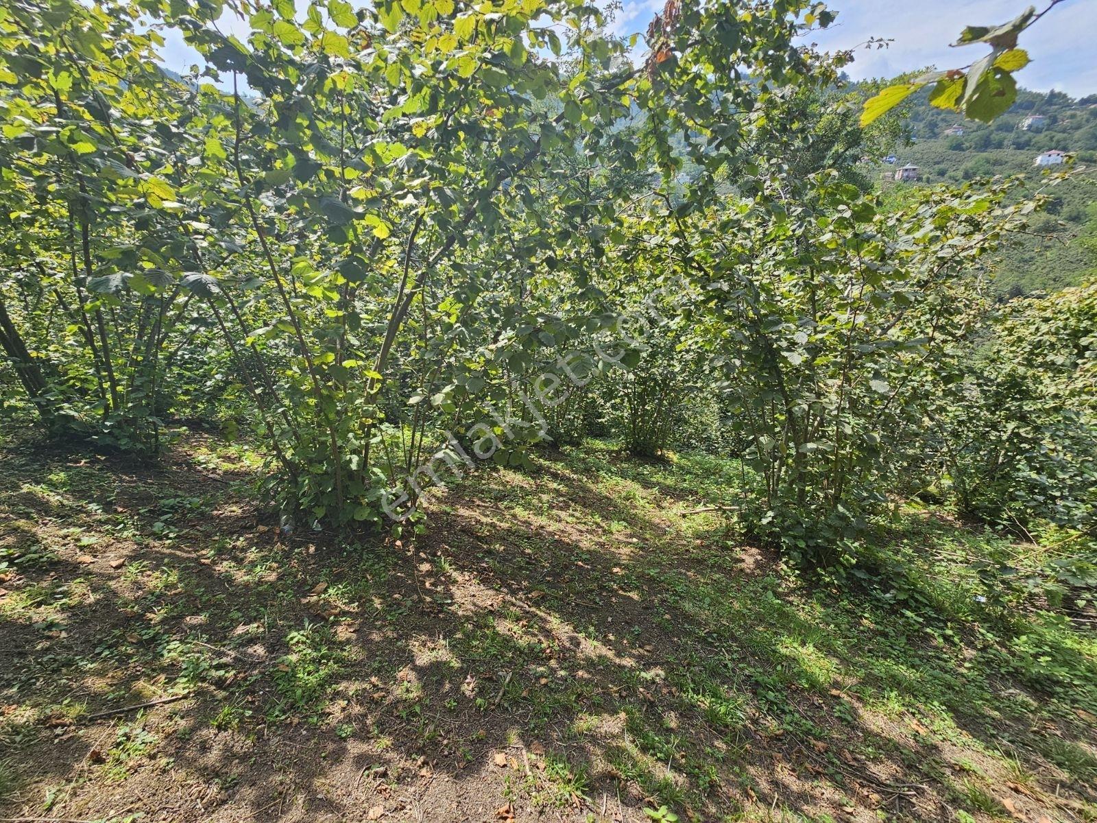 Ordu/perşembe/sarayköyde 1,5 Dönüm Satılık Fındık Bahçesi — fotoğraf 15