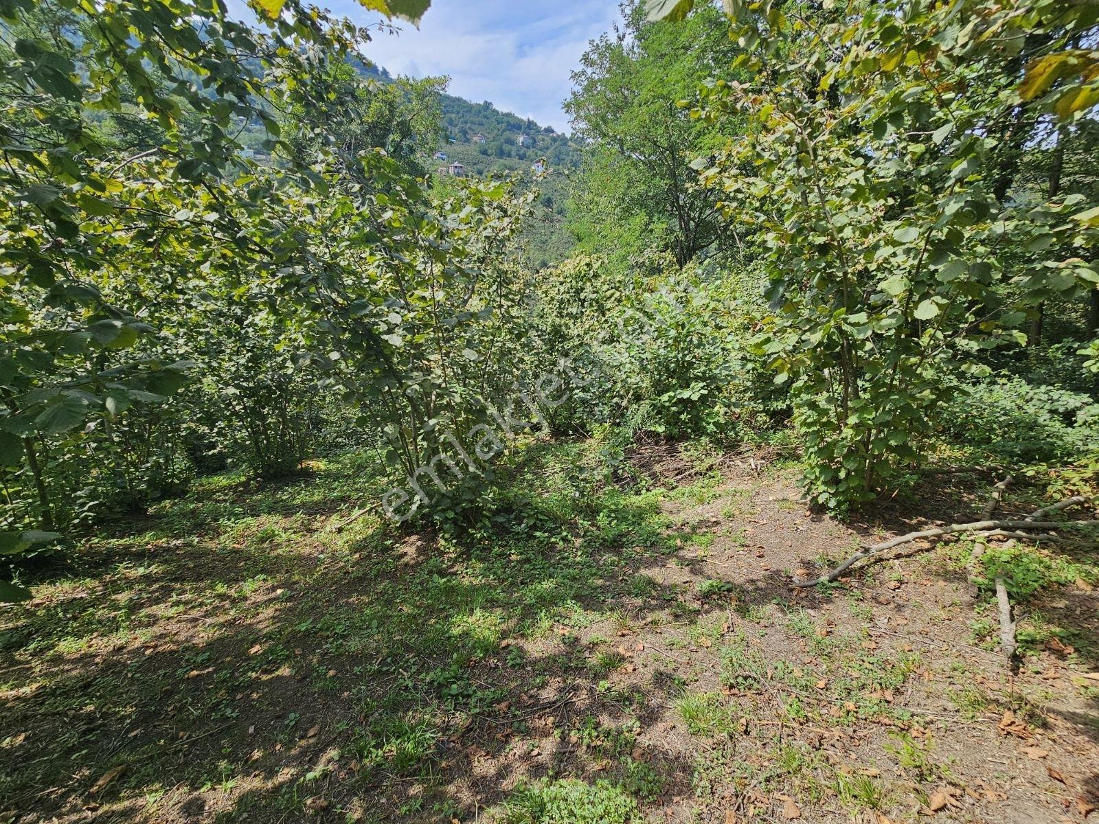 Ordu/perşembe/sarayköyde 1,5 Dönüm Satılık Fındık Bahçesi — fotoğraf 16